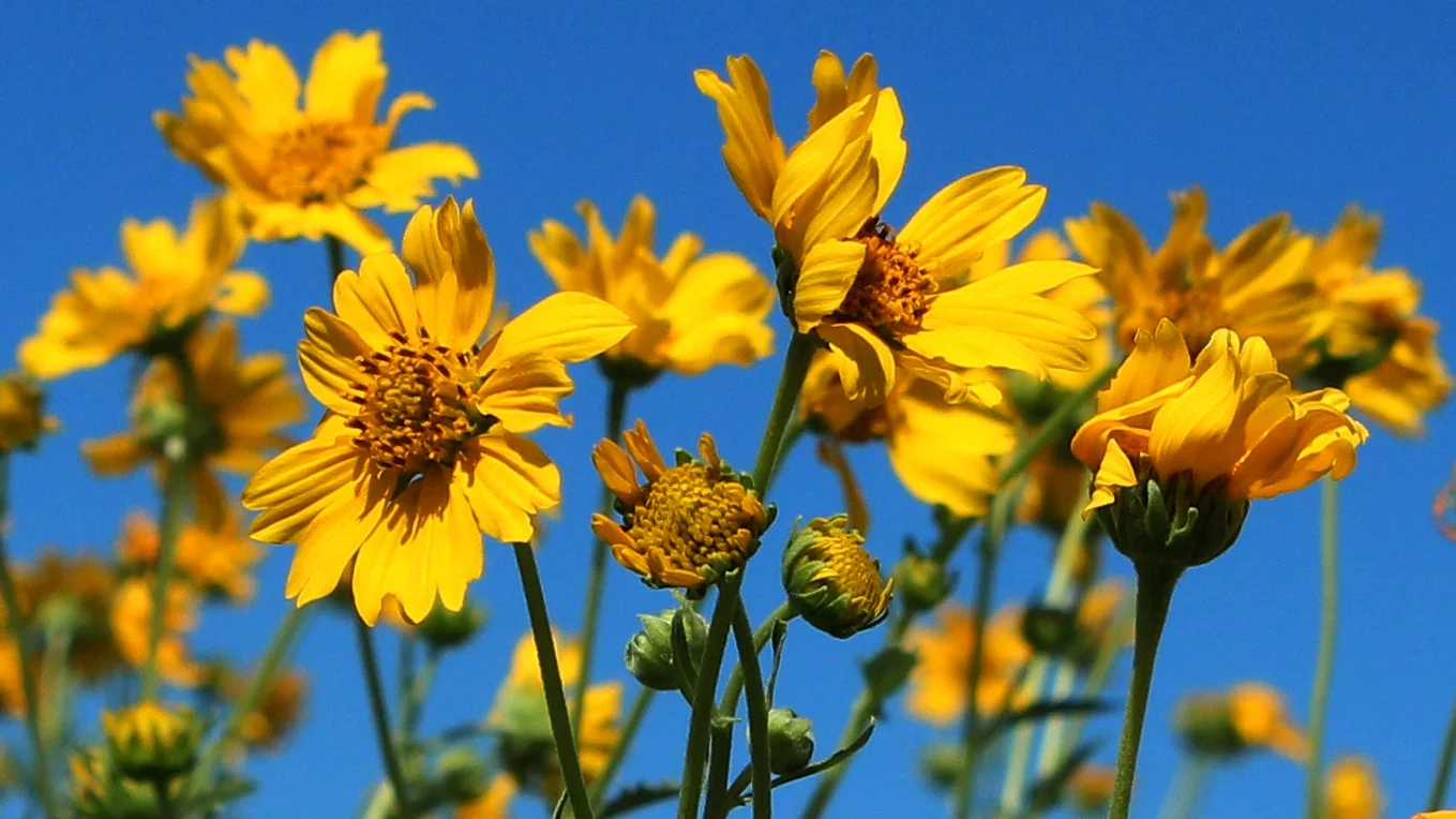 sunflowers zoom 16x9.jpg