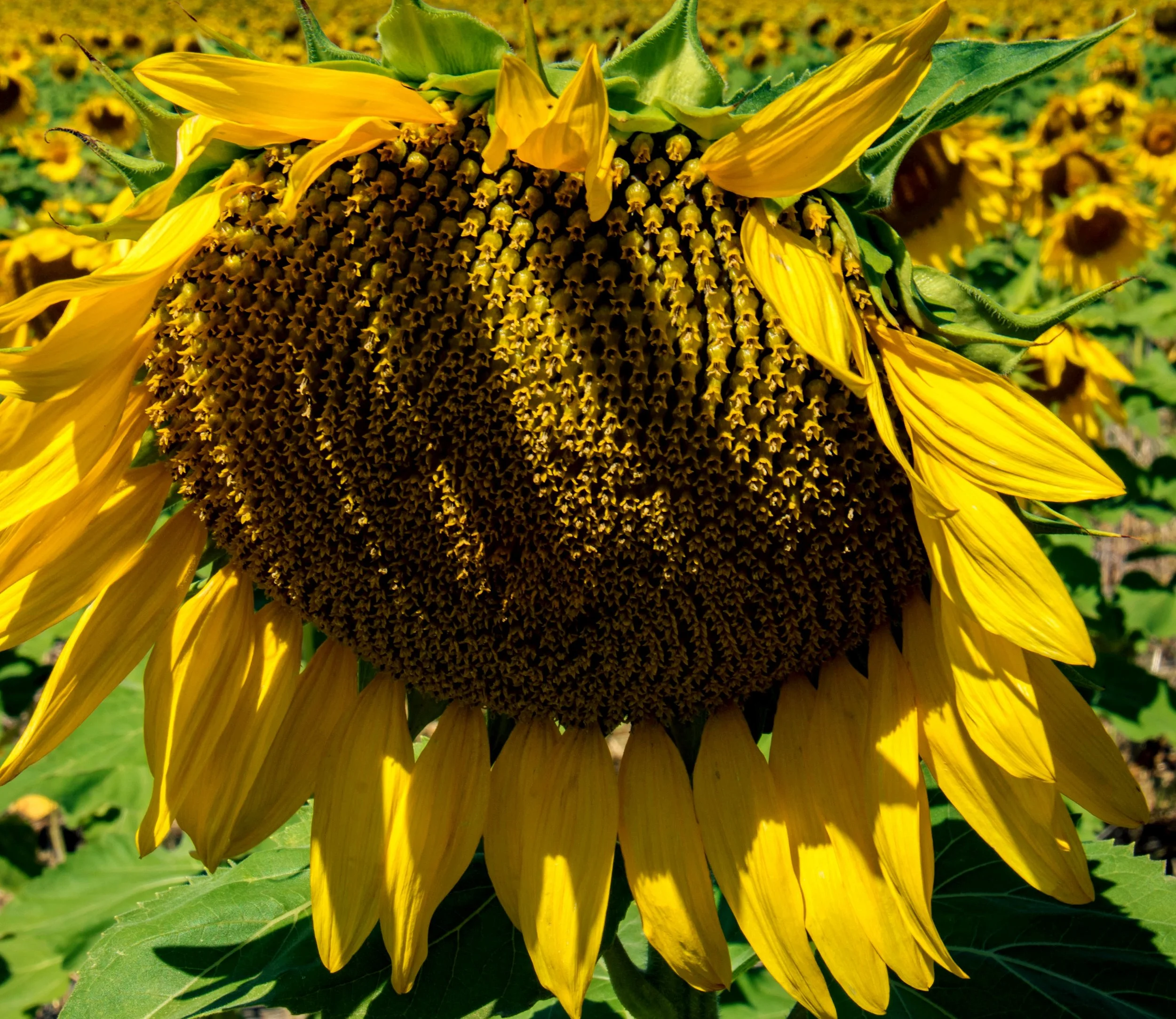 sunflower head.jpg