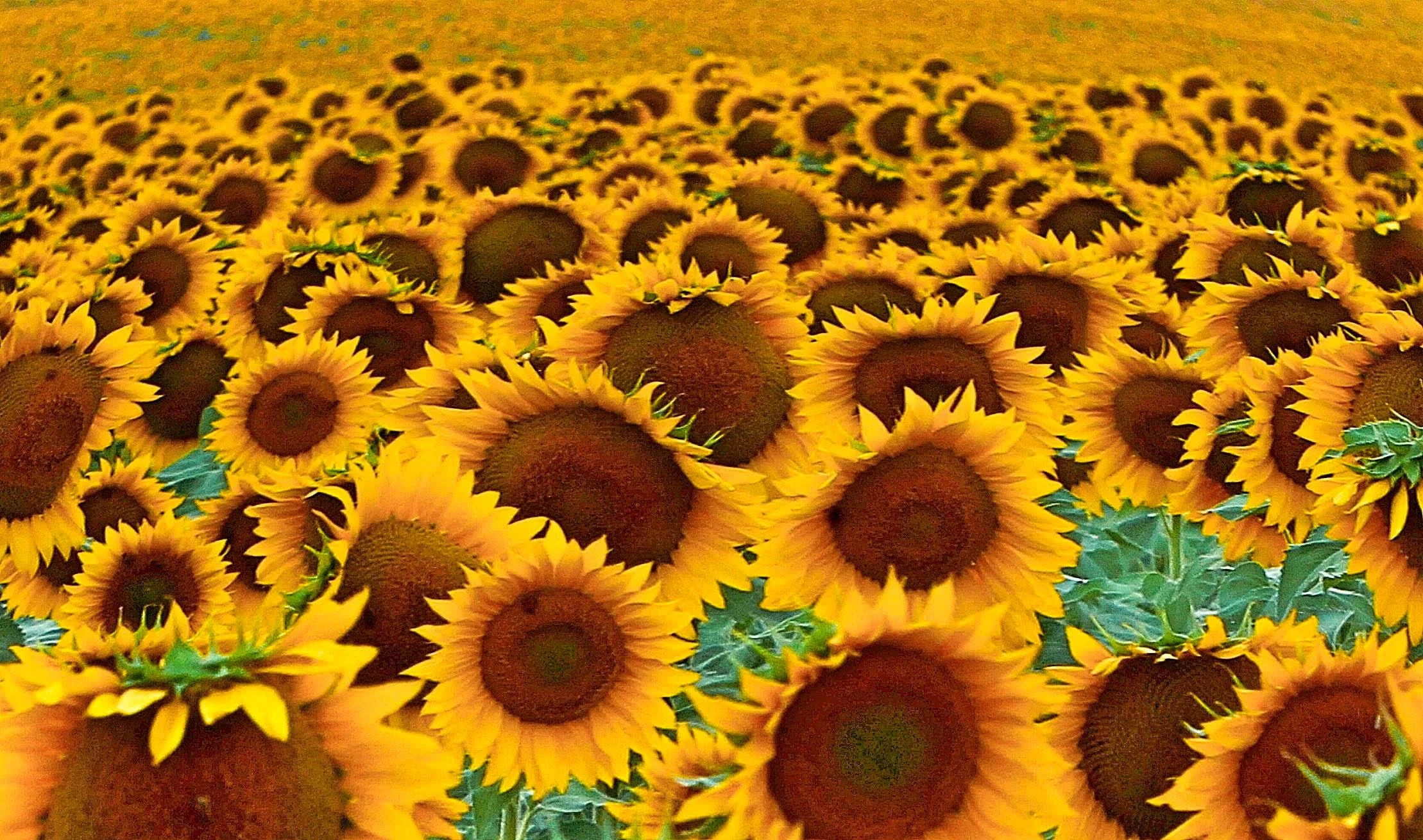 20150824-sunflower fish eye.low res.jpg