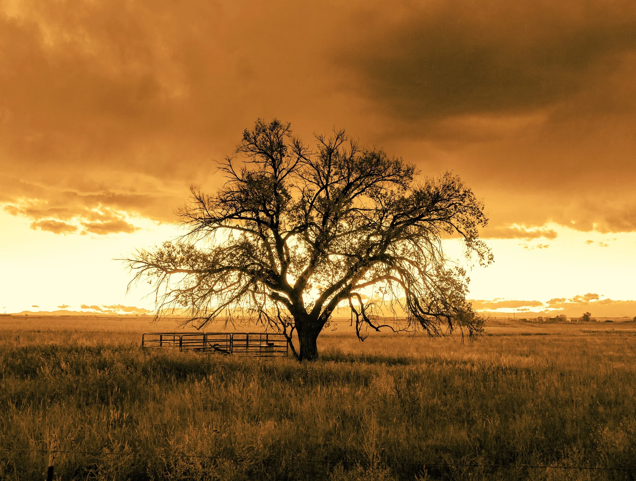 lone tree golden hour.jpg