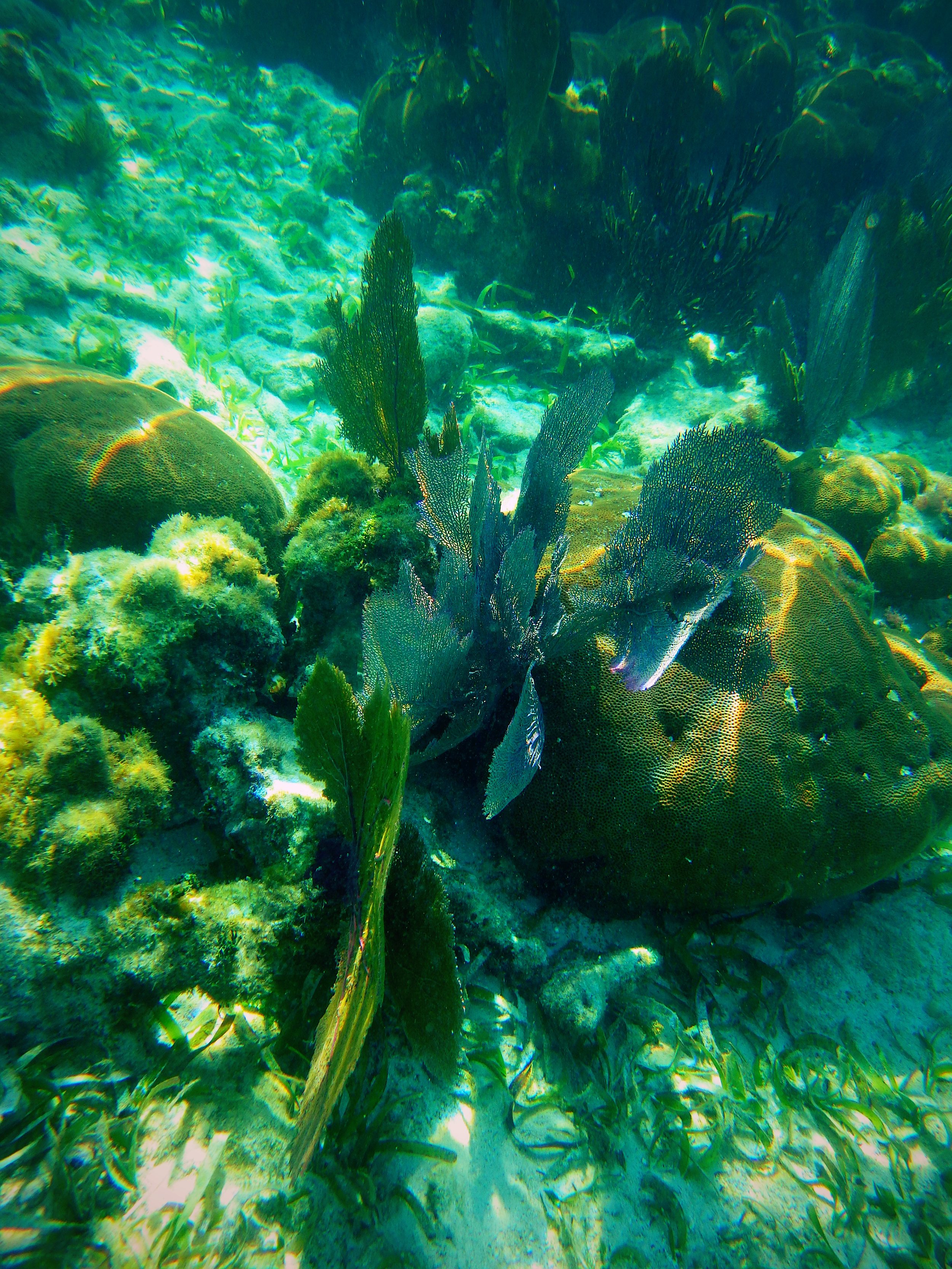 Underwater 2.jpg