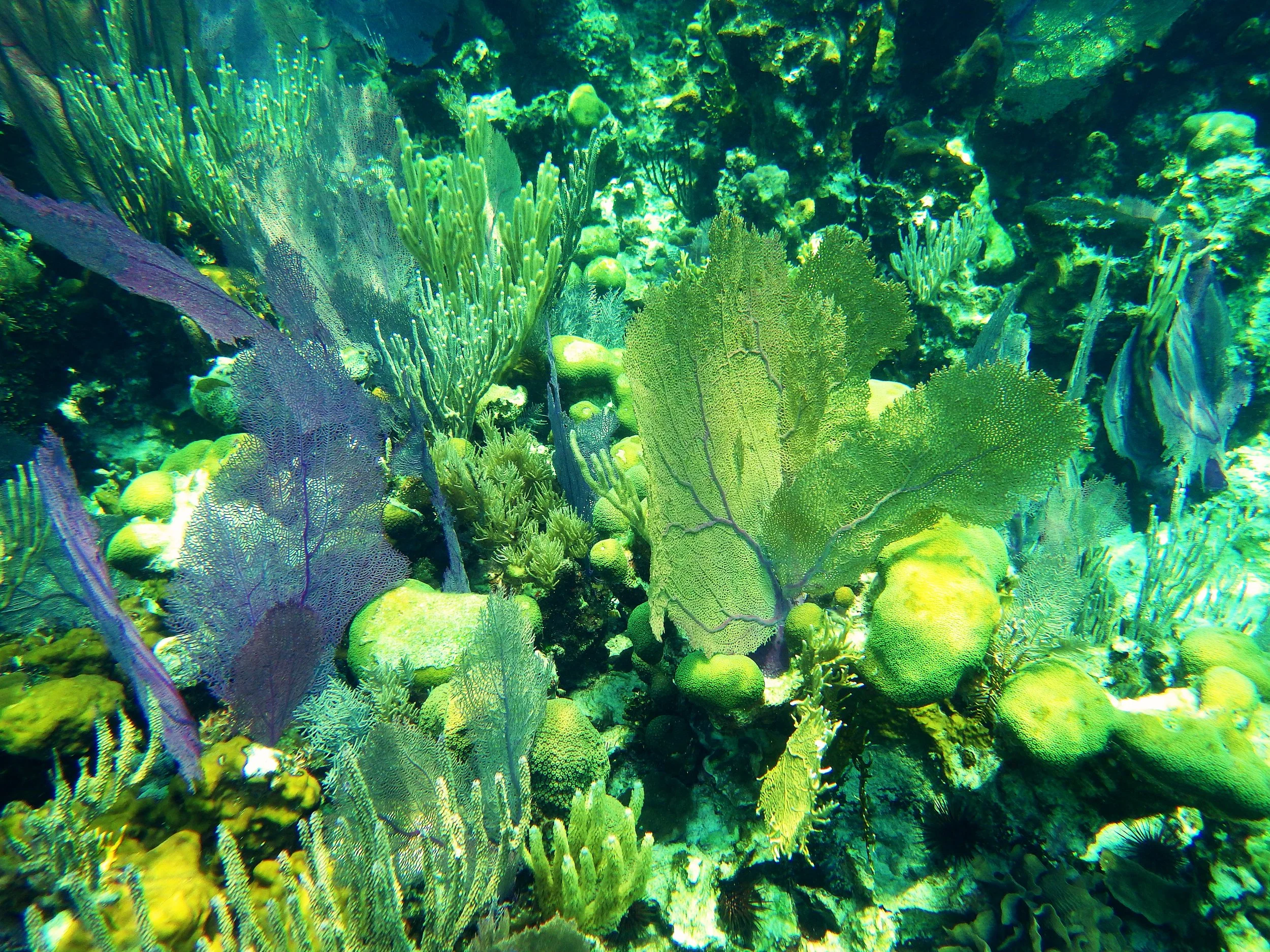 underwater 1.jpg