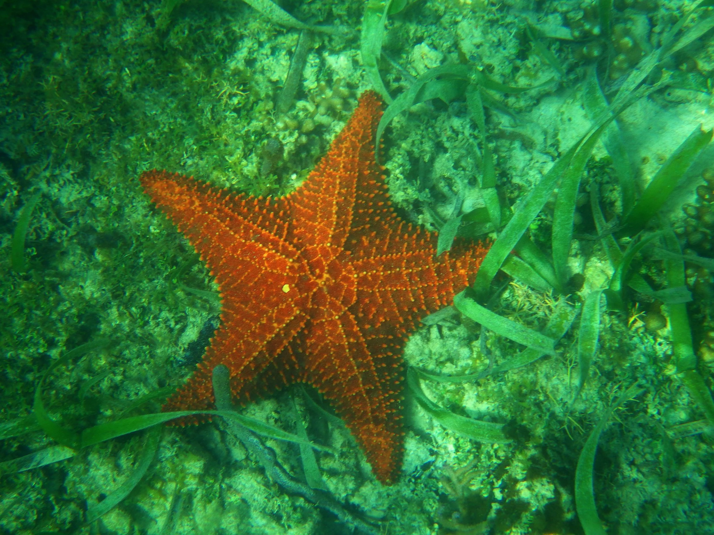 underwater 4.jpg