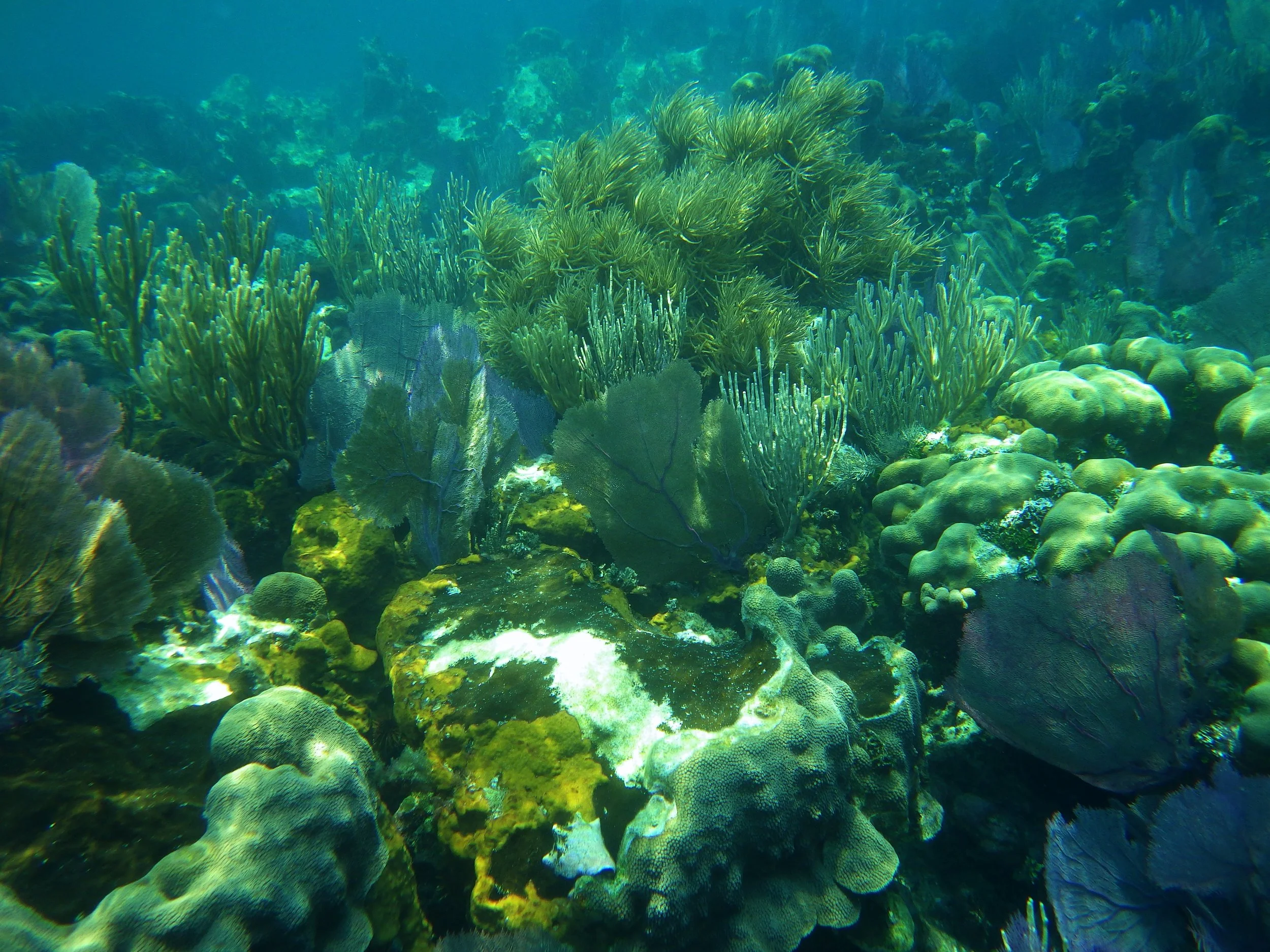underwater 10.jpg