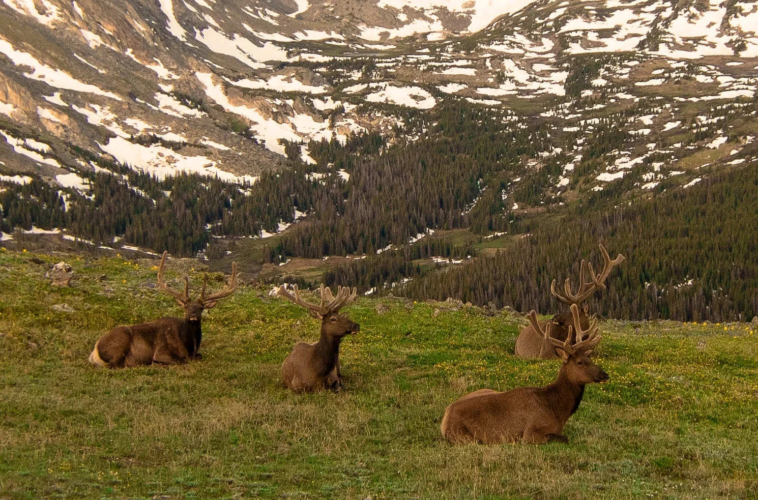 elk  6-22.jpg