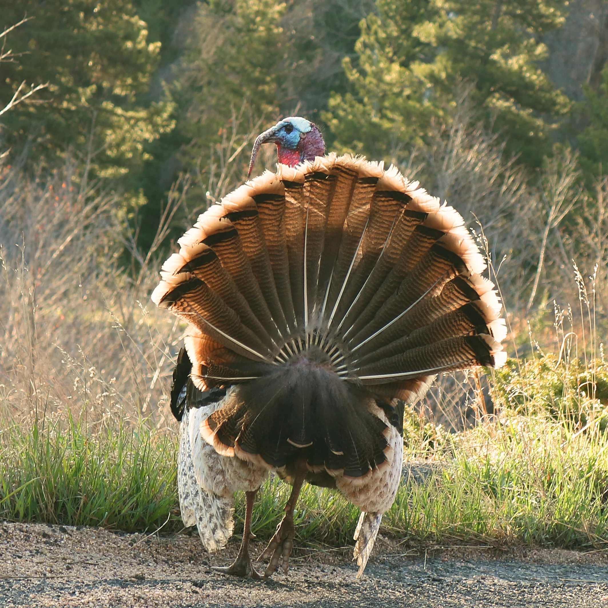 turkey best.jpg