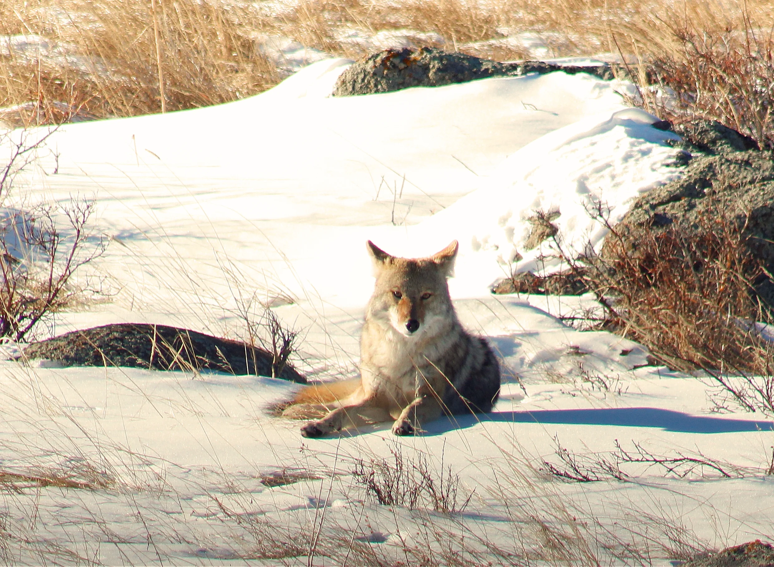 coyote.jpg