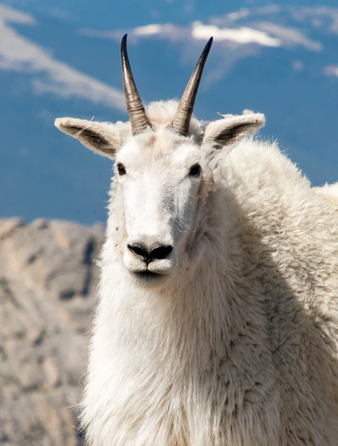 Mountain Goat Mt Evans Colorado
