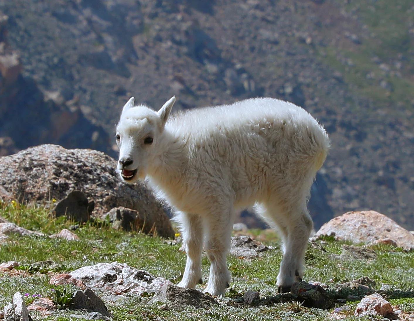Baby Mountain Goat Mt Evans Colorado