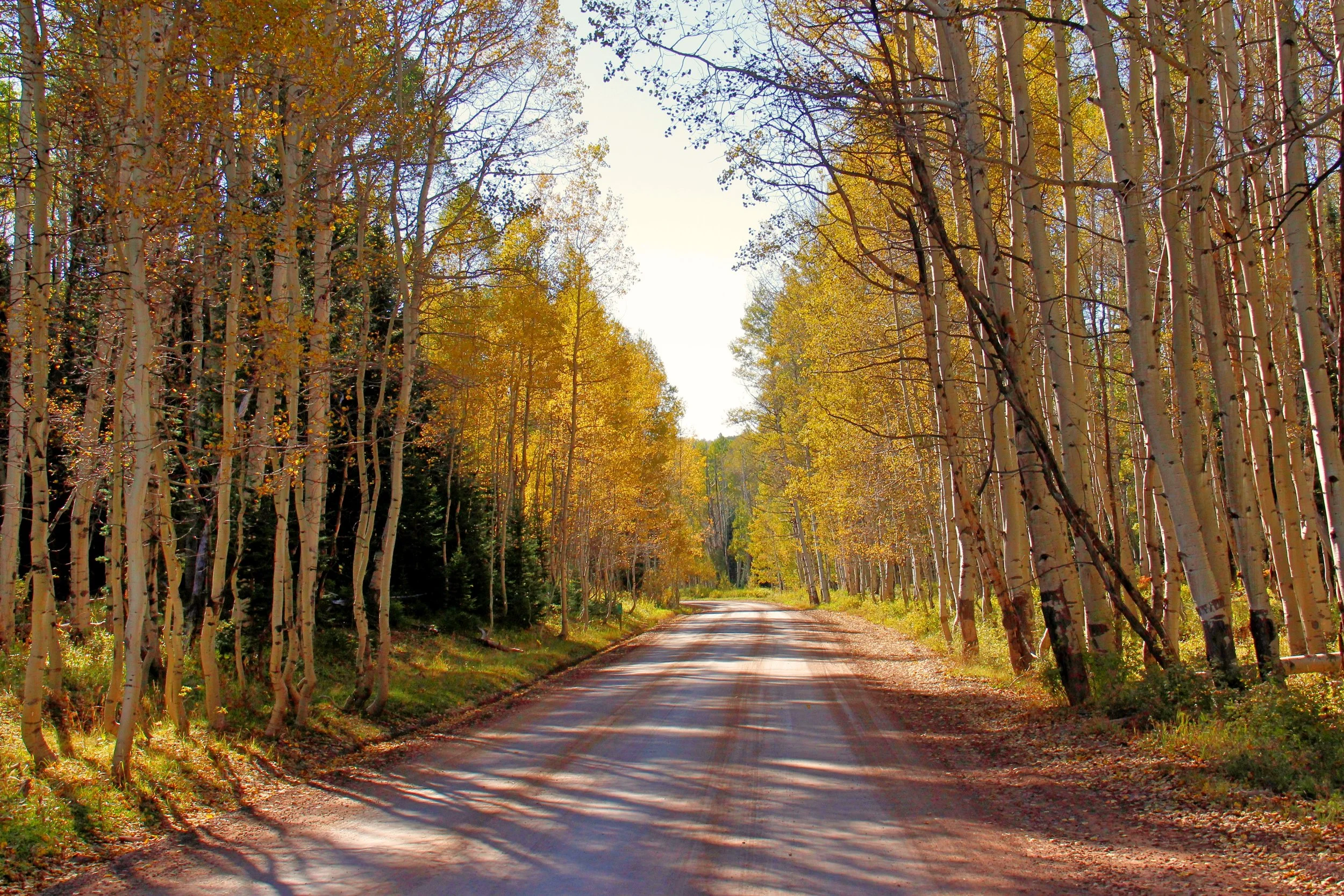aspen road.jpg