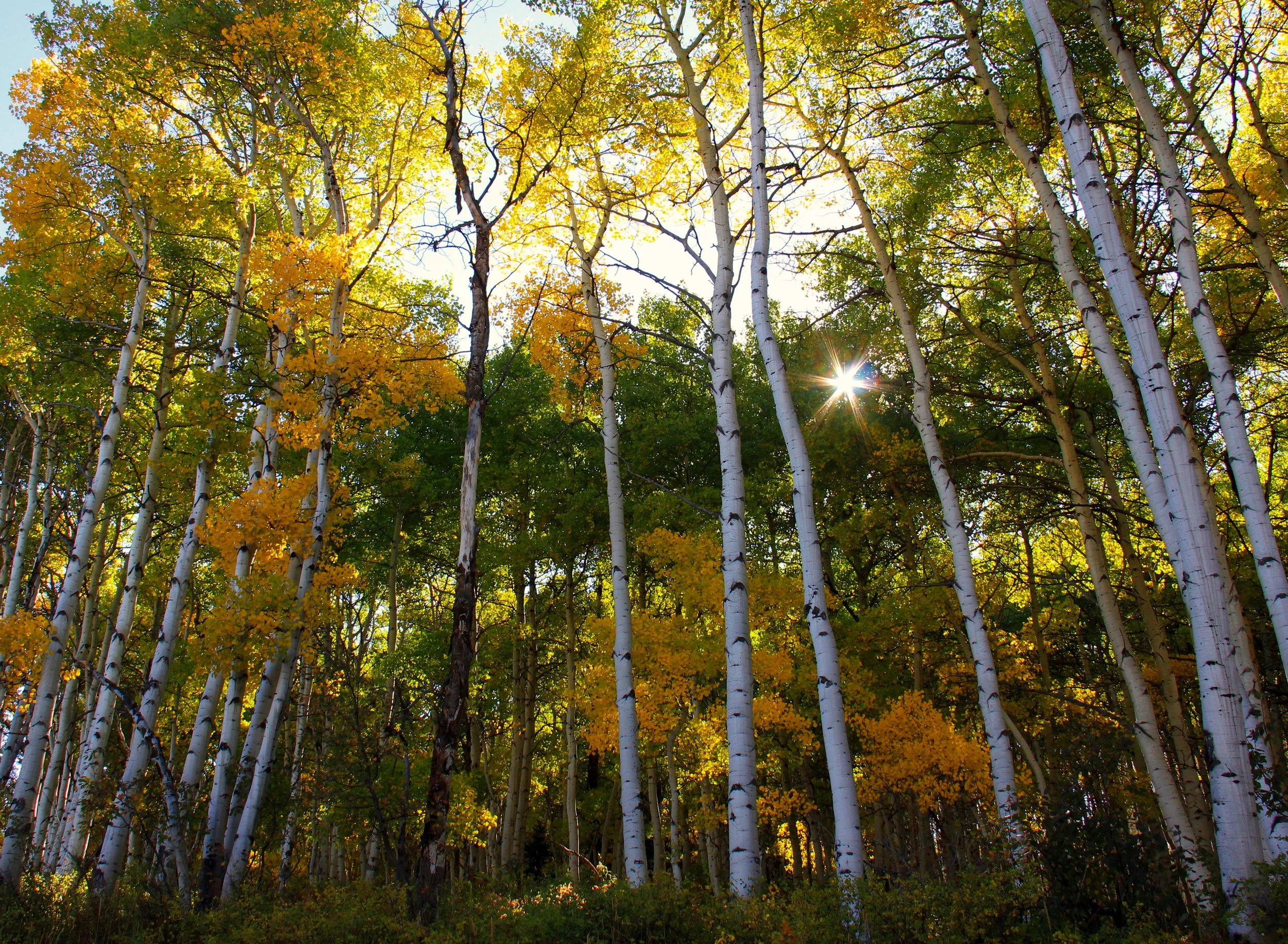 aspen sun.2.jpg