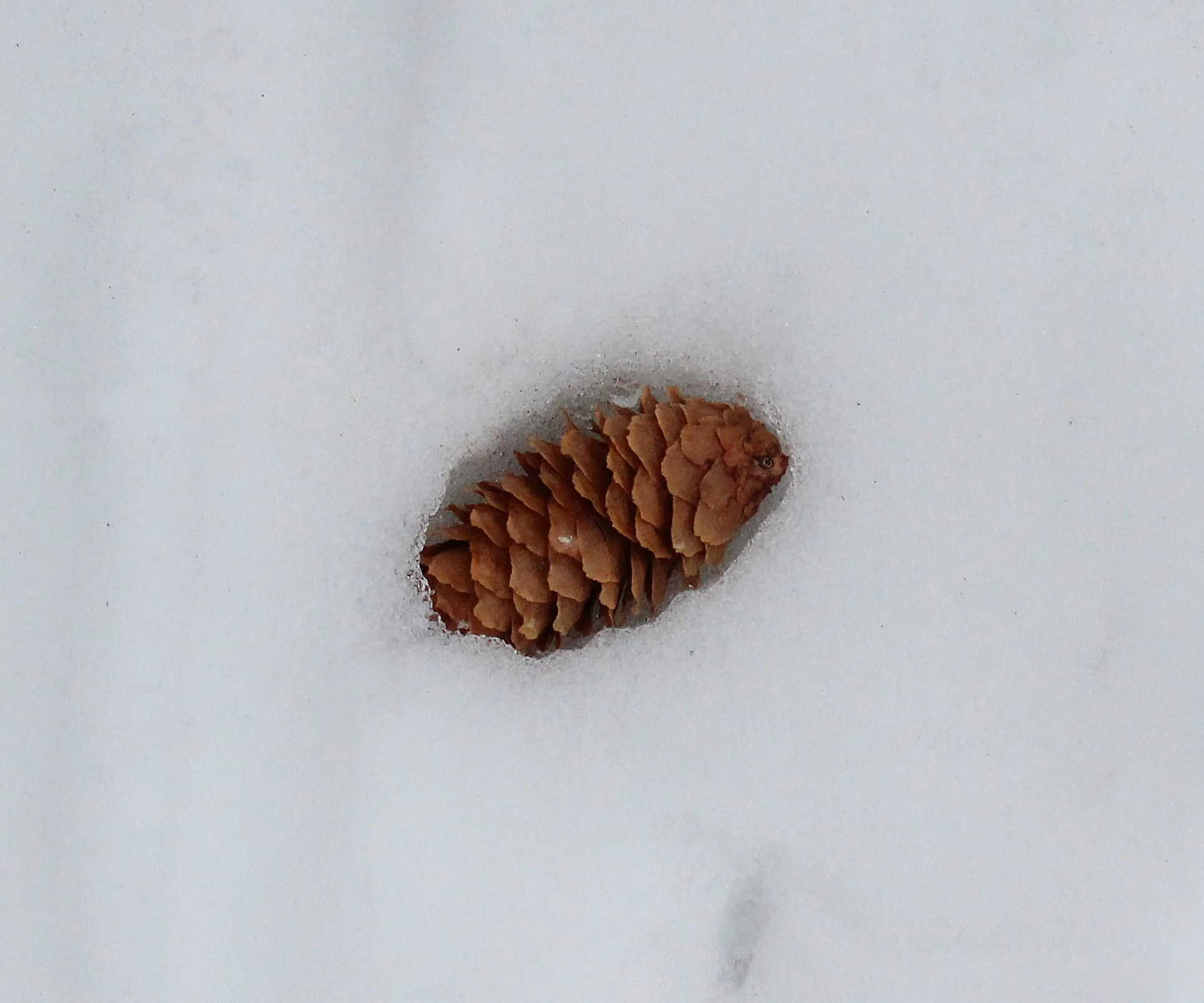 pine cone.jpg