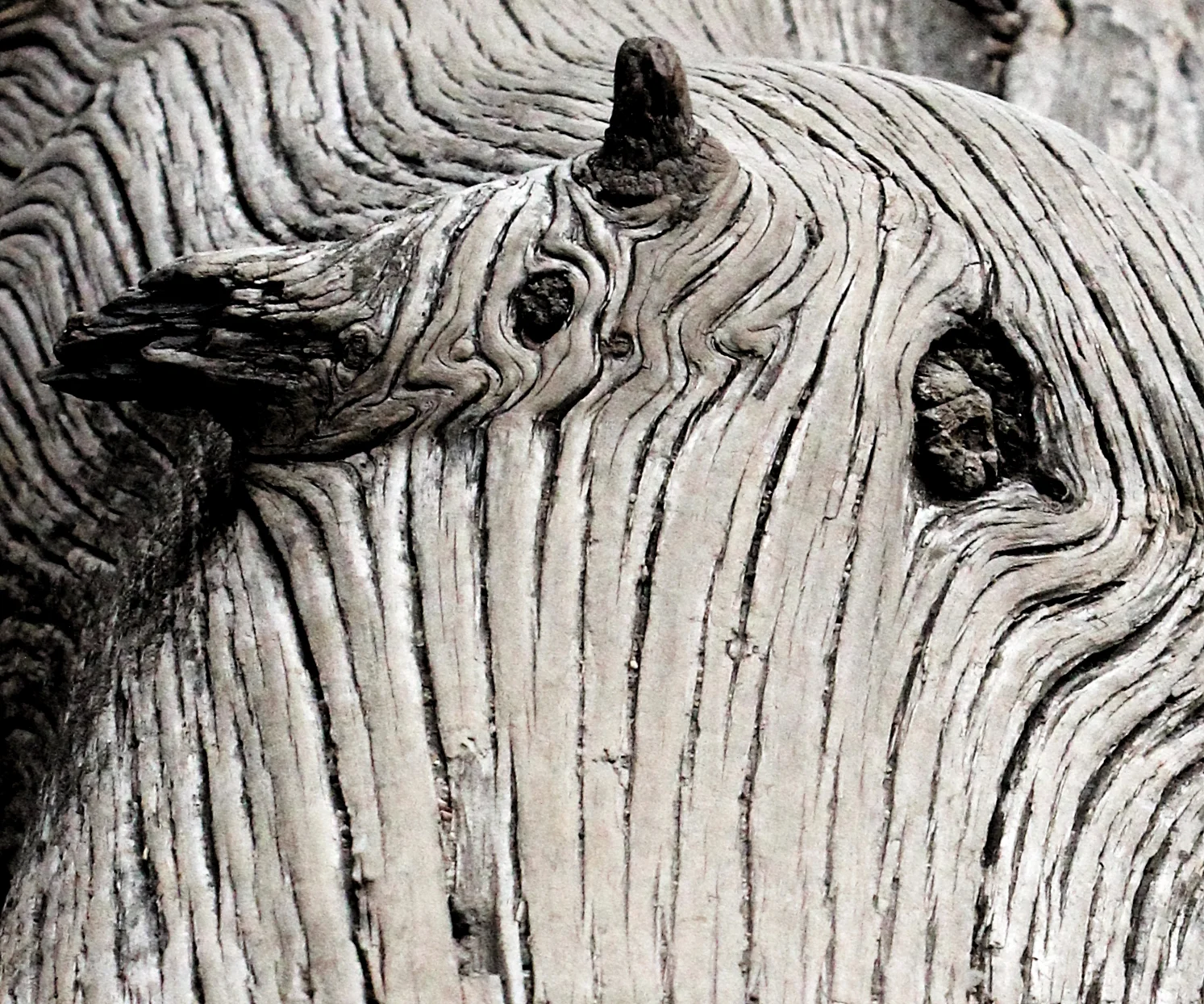 Hidden in the bark