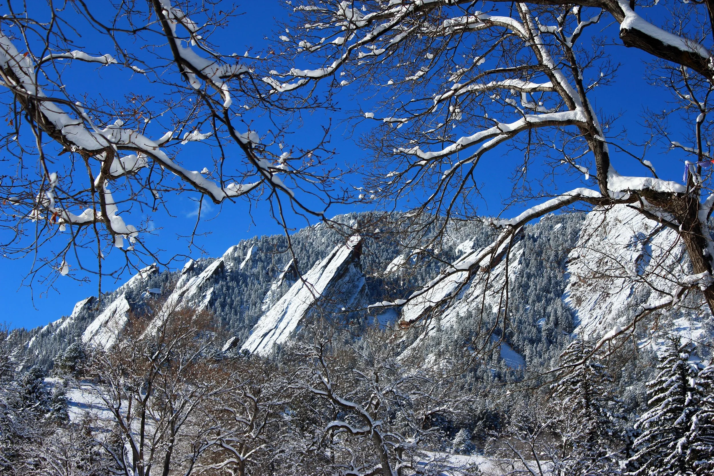 trees flatirons background.jpg