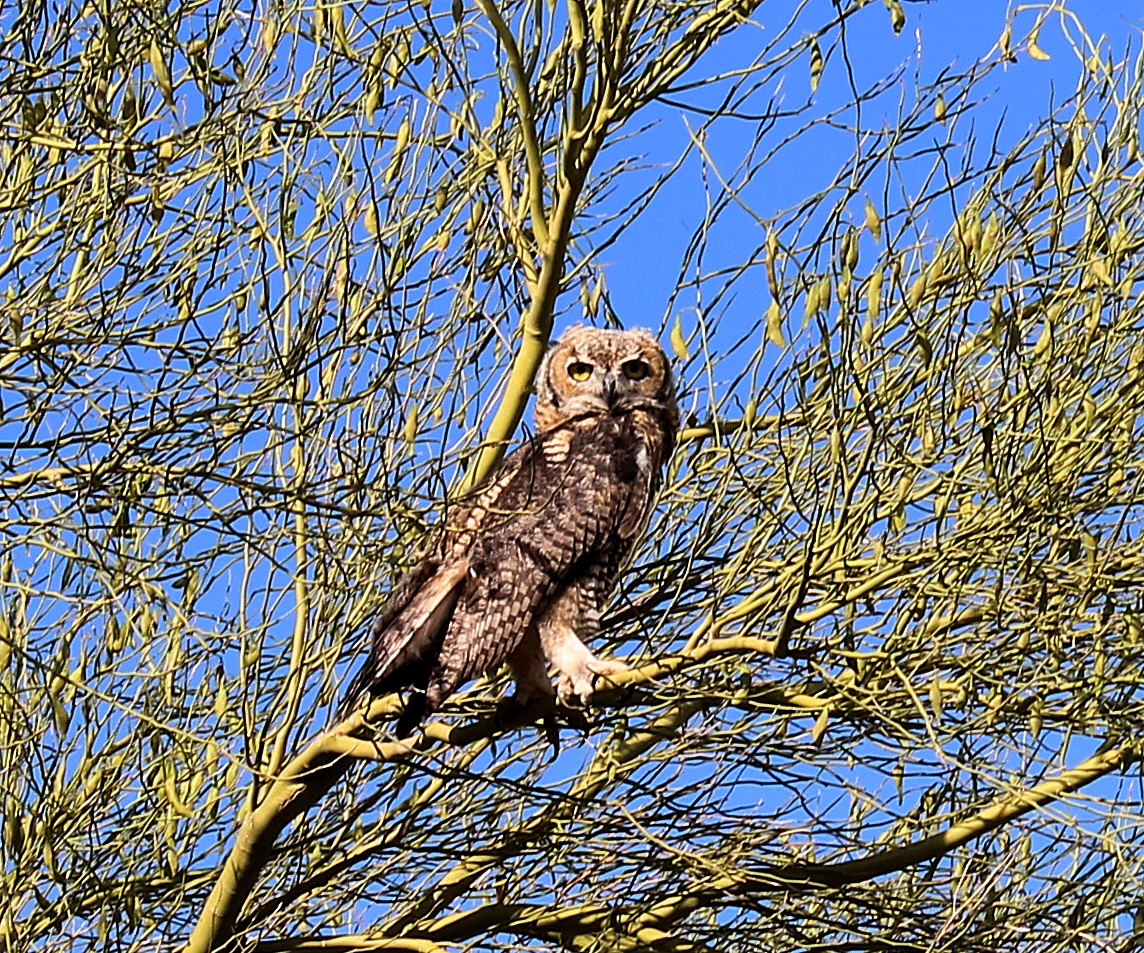 owl zoom 2.jpg