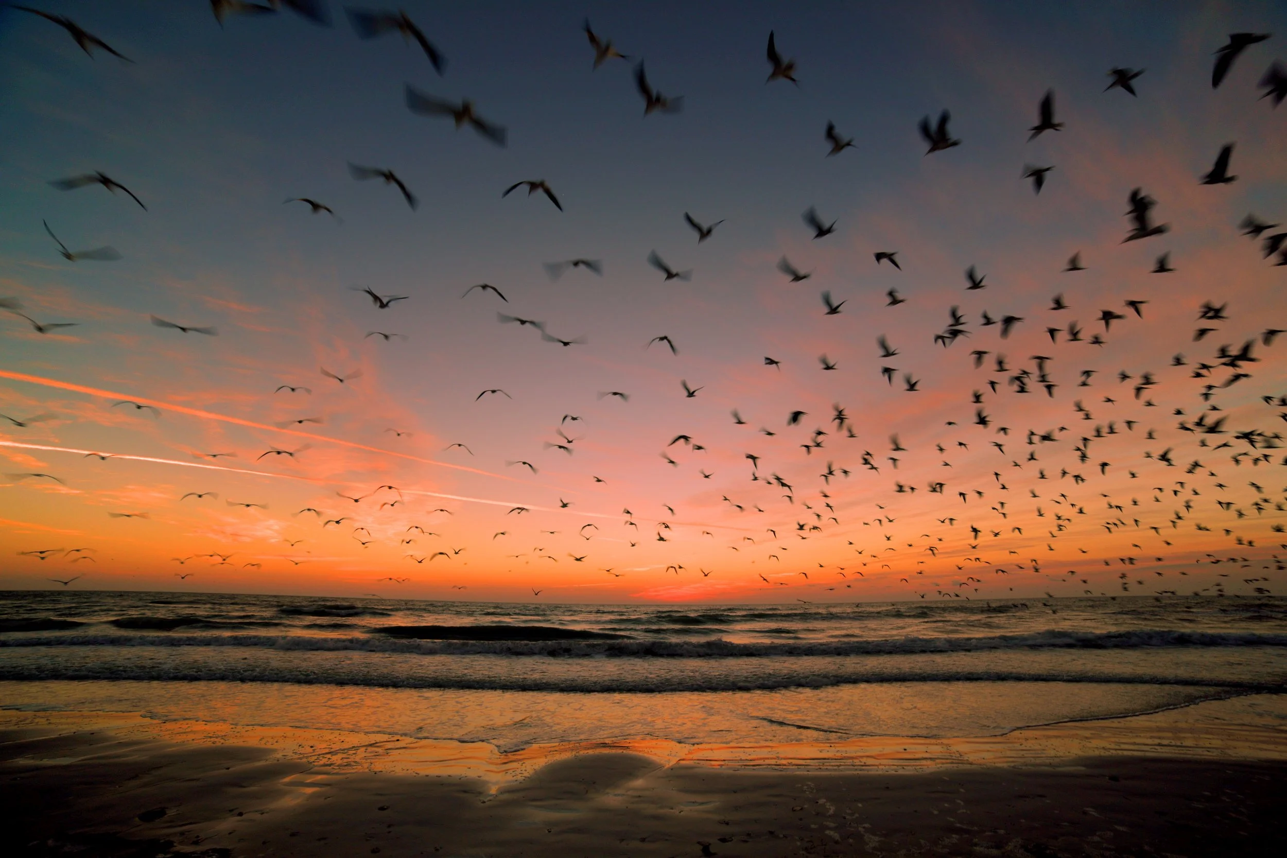 Gulls at Sunset