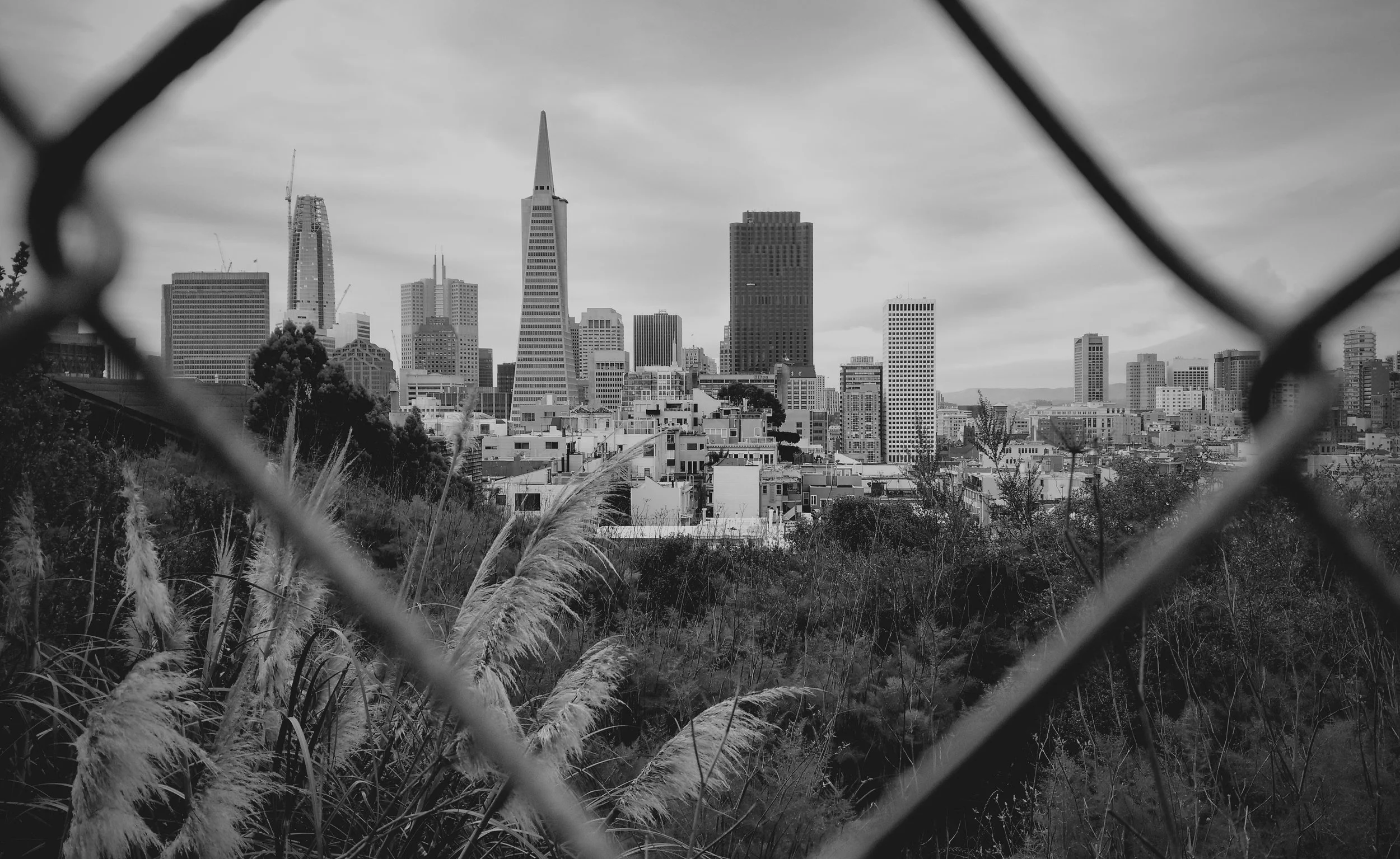 SF BW.jpg