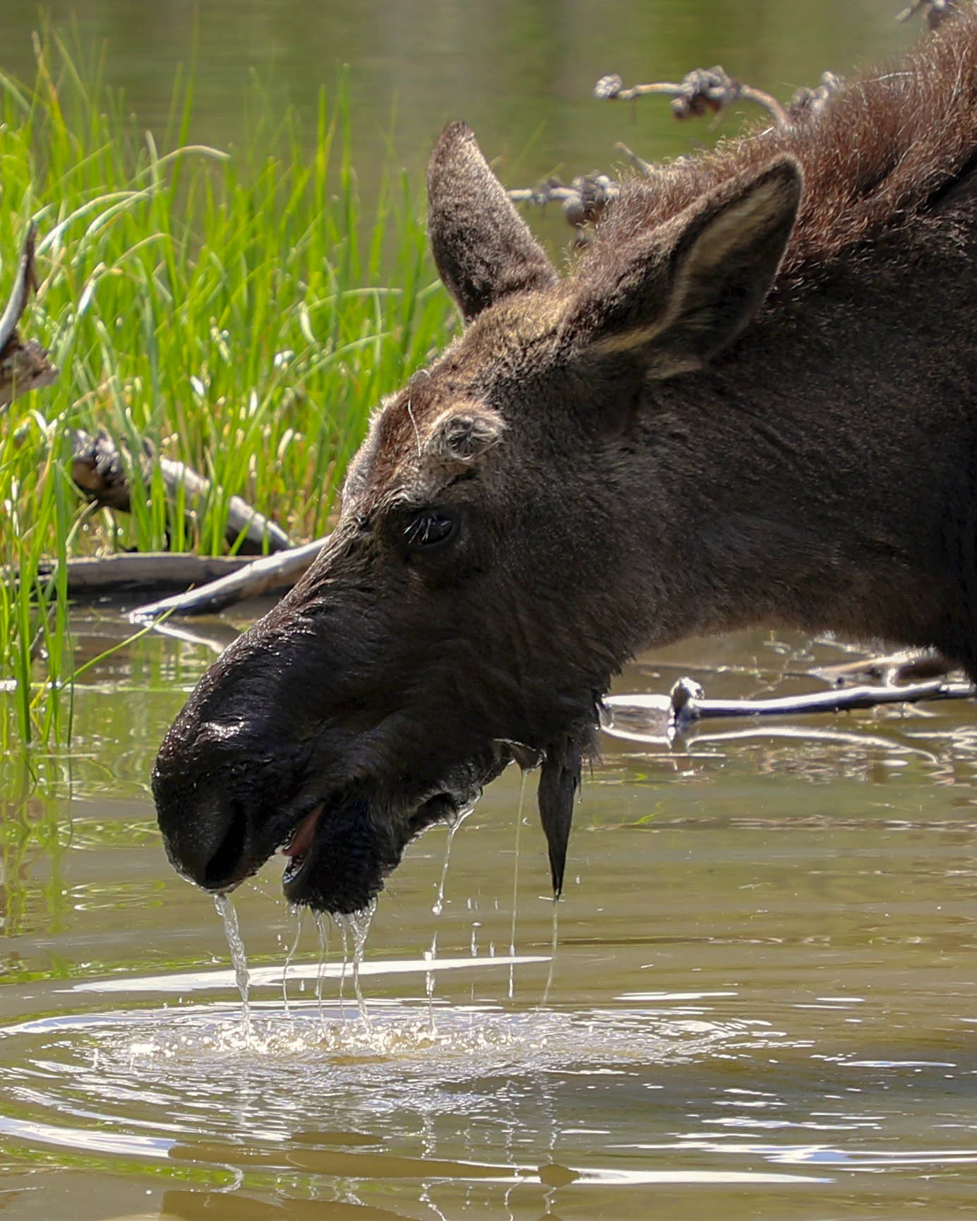 20180515-moose zoom.jpg