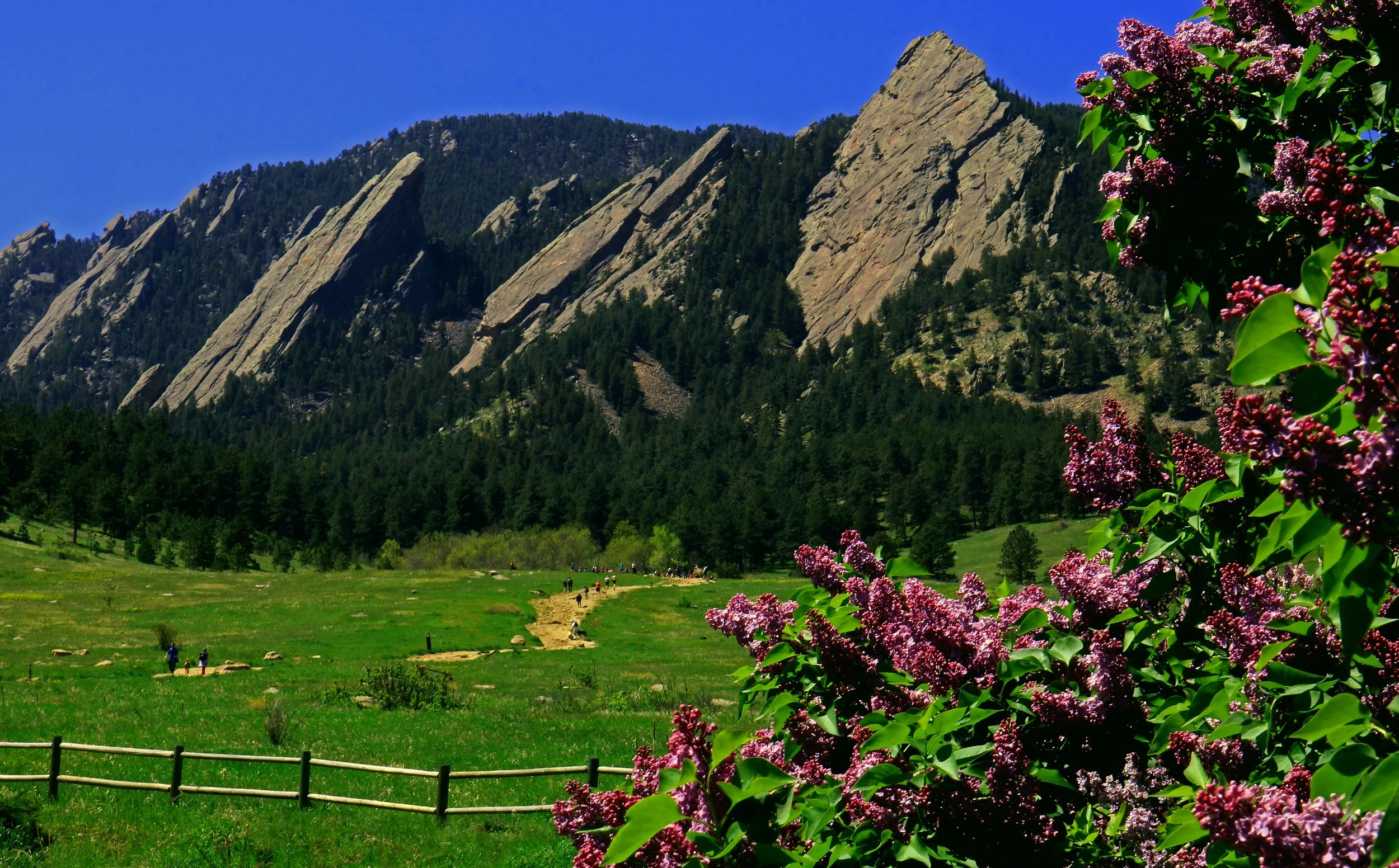 lilacs 5-12.jpg