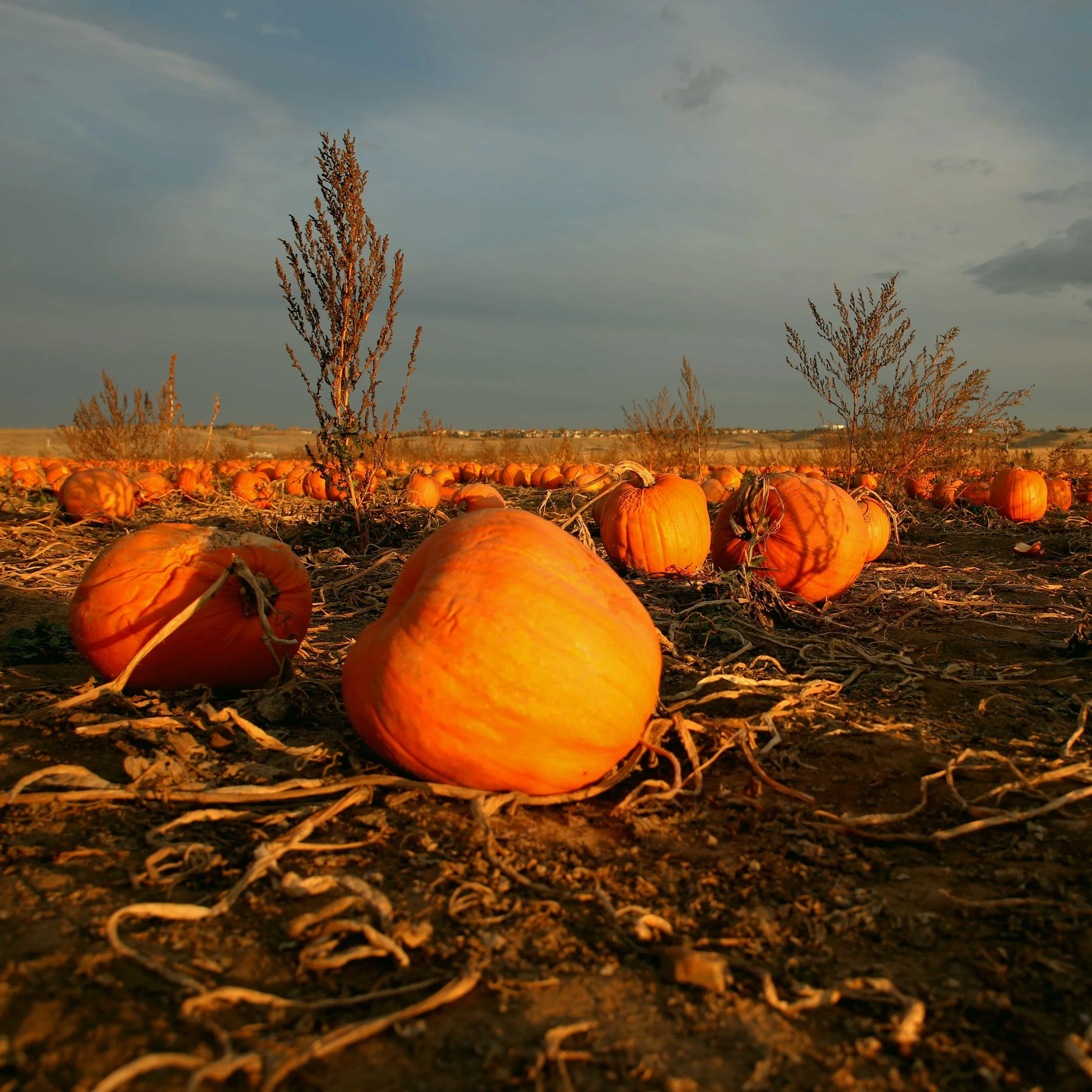 pumpkin patch.jpg