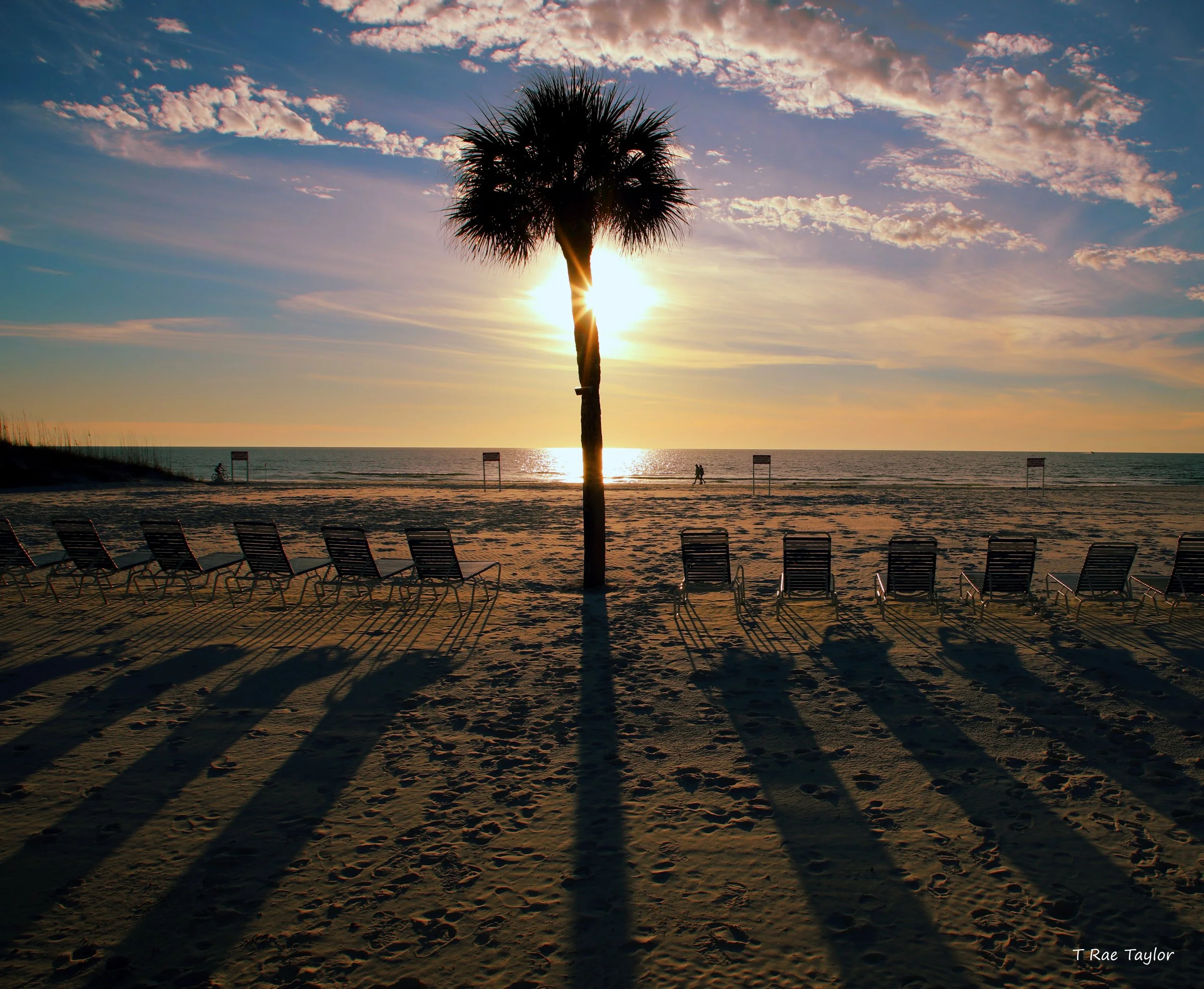 palm tree silhouette.text.jpg