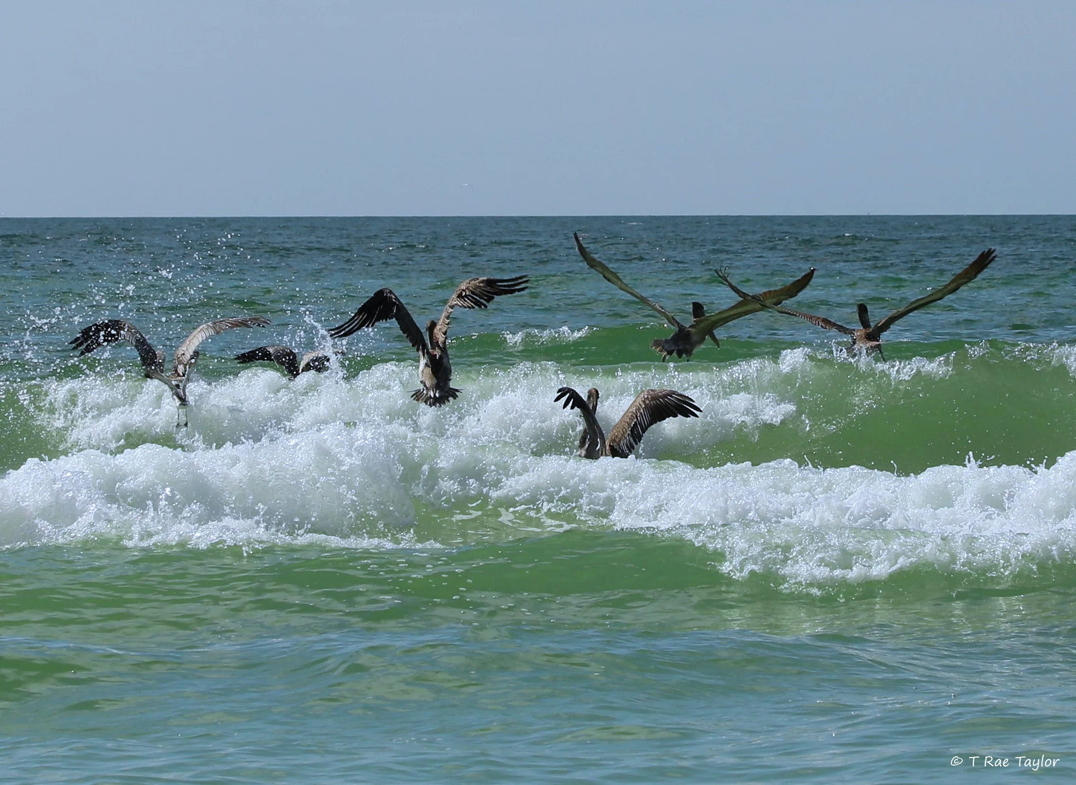 pelican party.text.jpg
