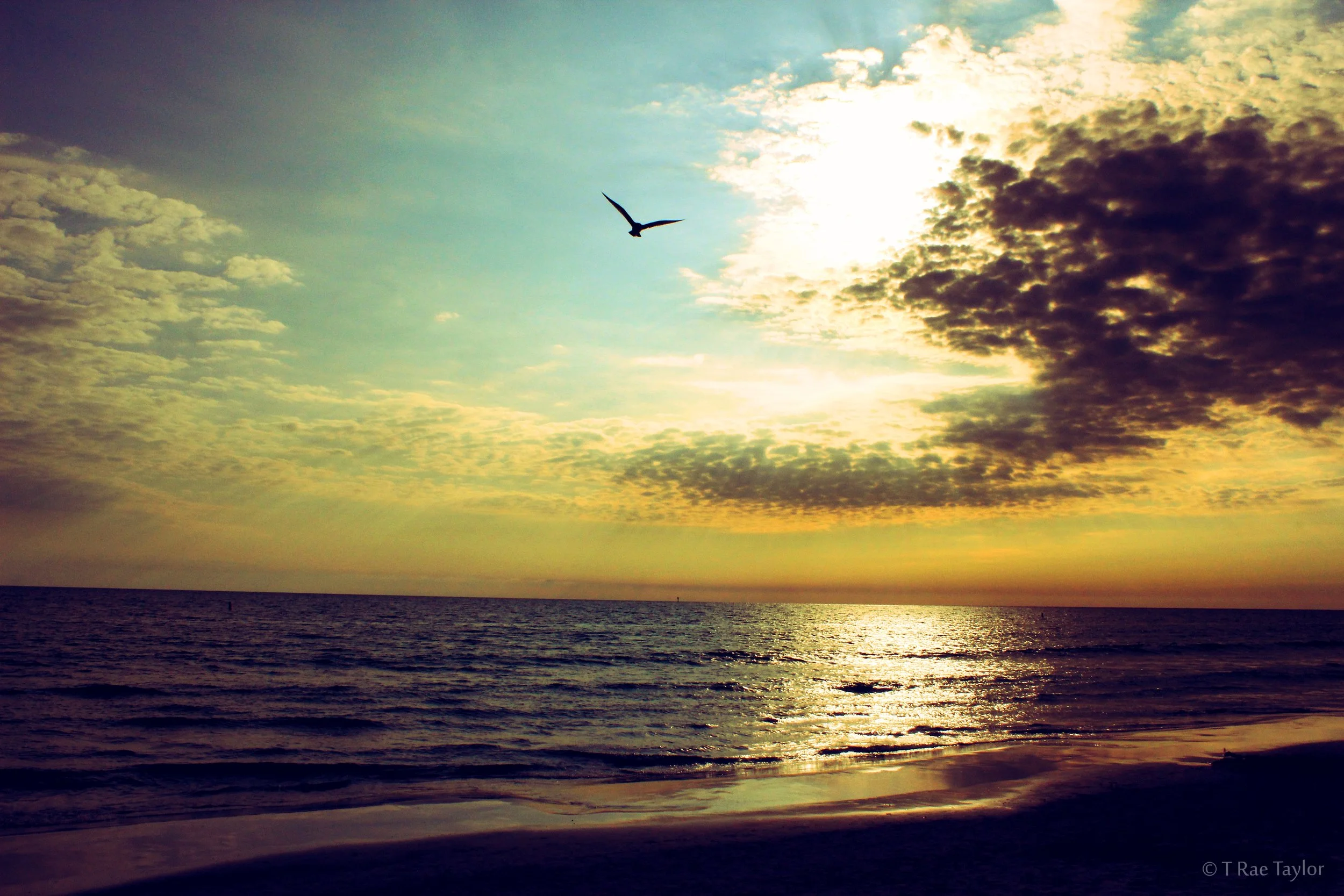 sunset bird text.jpg