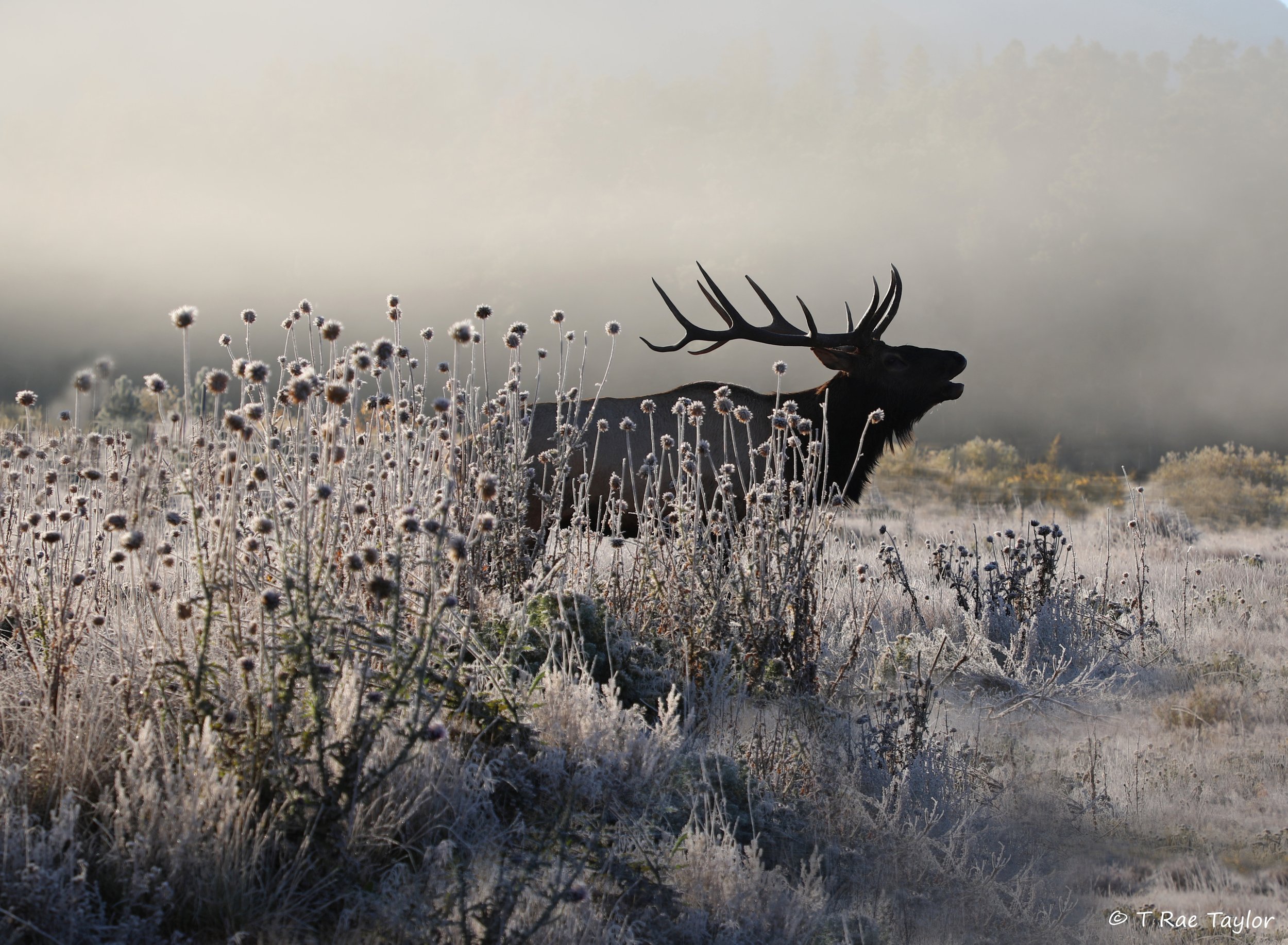 Bull Elk in Fog