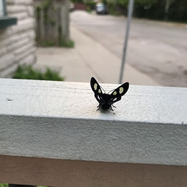 Sometimes you just gotta look at a cute little moth .  It&rsquo;s a little blurry.  I was off to work when I saw it .  Haven seen one quite like this one . #moth #mothinthebigcity #mothra #toronto #nature