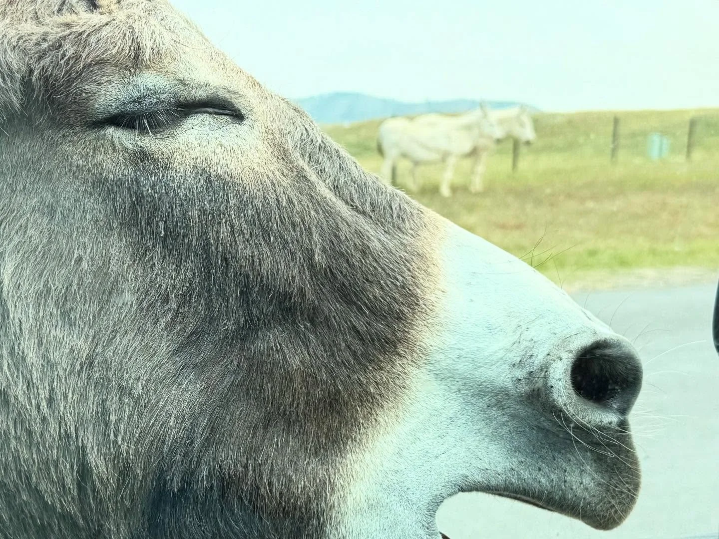 Animals and mountains in the Black Hills of South Dakota