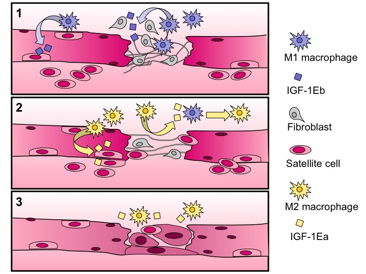 Muscle repair happens during sleep.