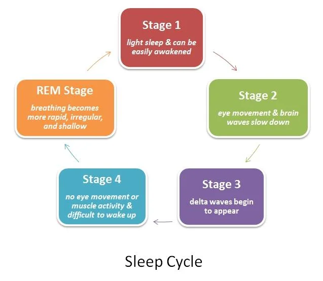 We cycle through these stages throughout the night. Each time we enter REM, we are in it for a longer period of time. 