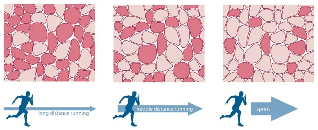 The redder the muscle, the more mitochondria is has, meaning a higher oxidative capacity. The white muscles have greater aerobic capacity.
