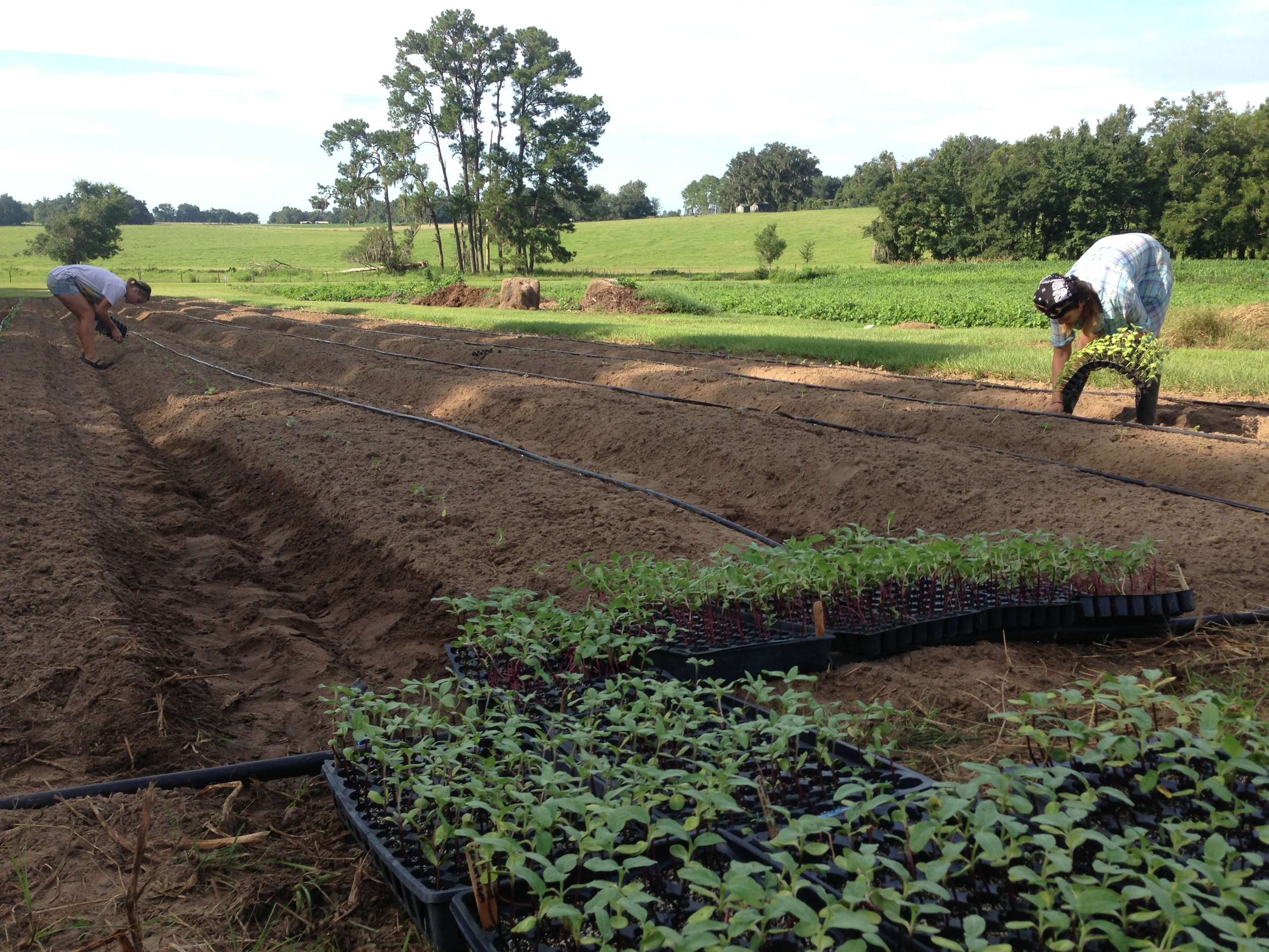 Transplanting sunflowers at Swallowtail Farm. Over 1,000 transplanted by hand!!!