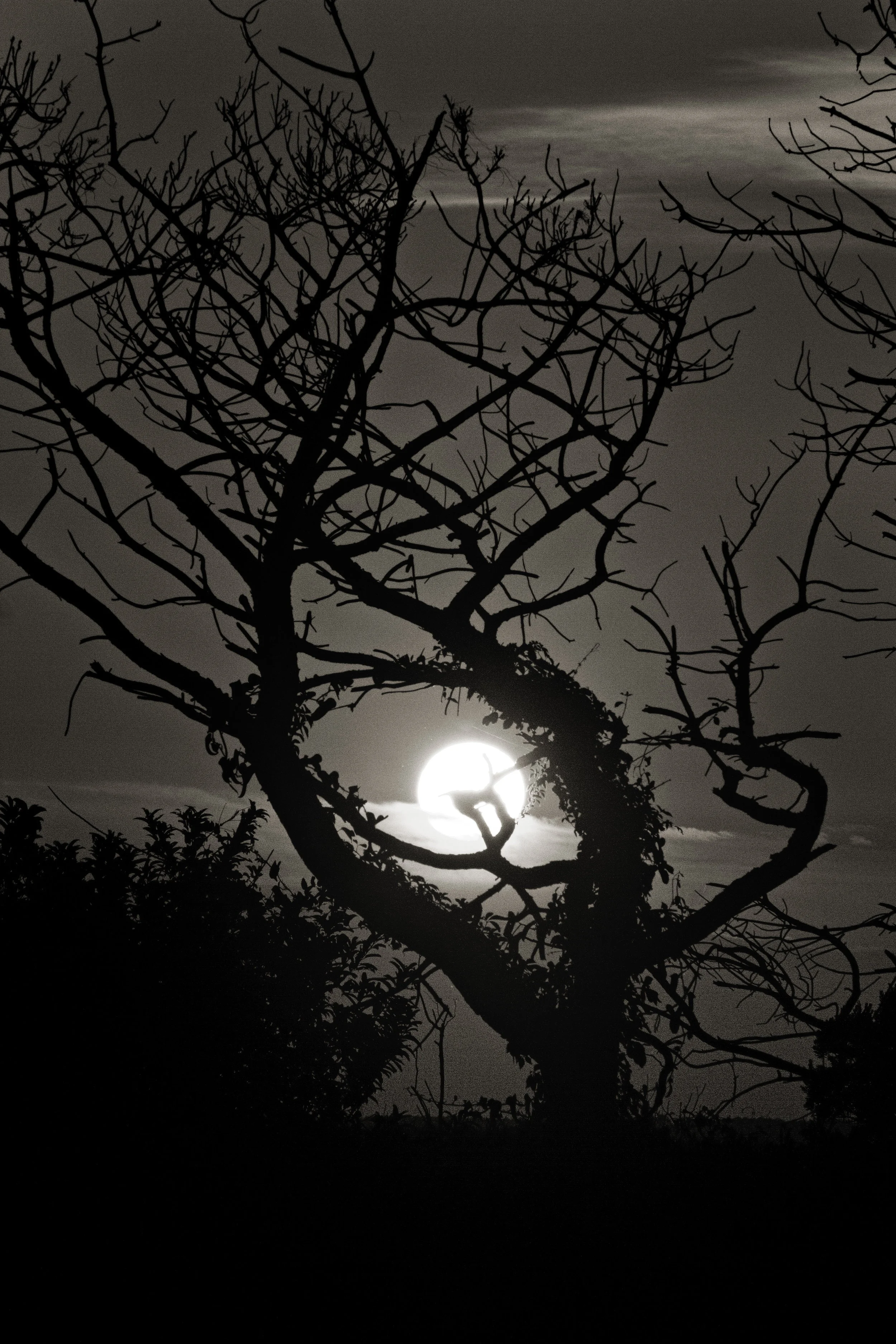 sunset pea island trees.JPG