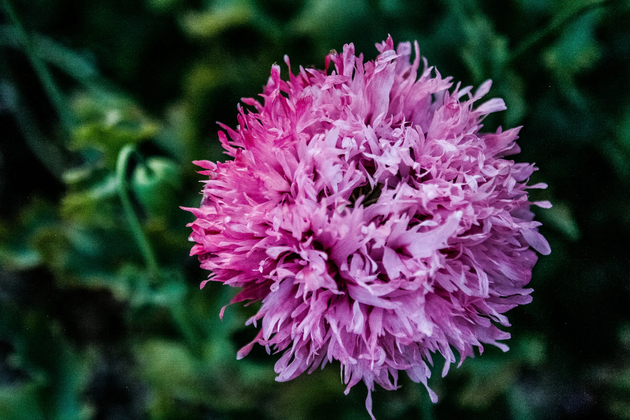 _MG_6115.jpg