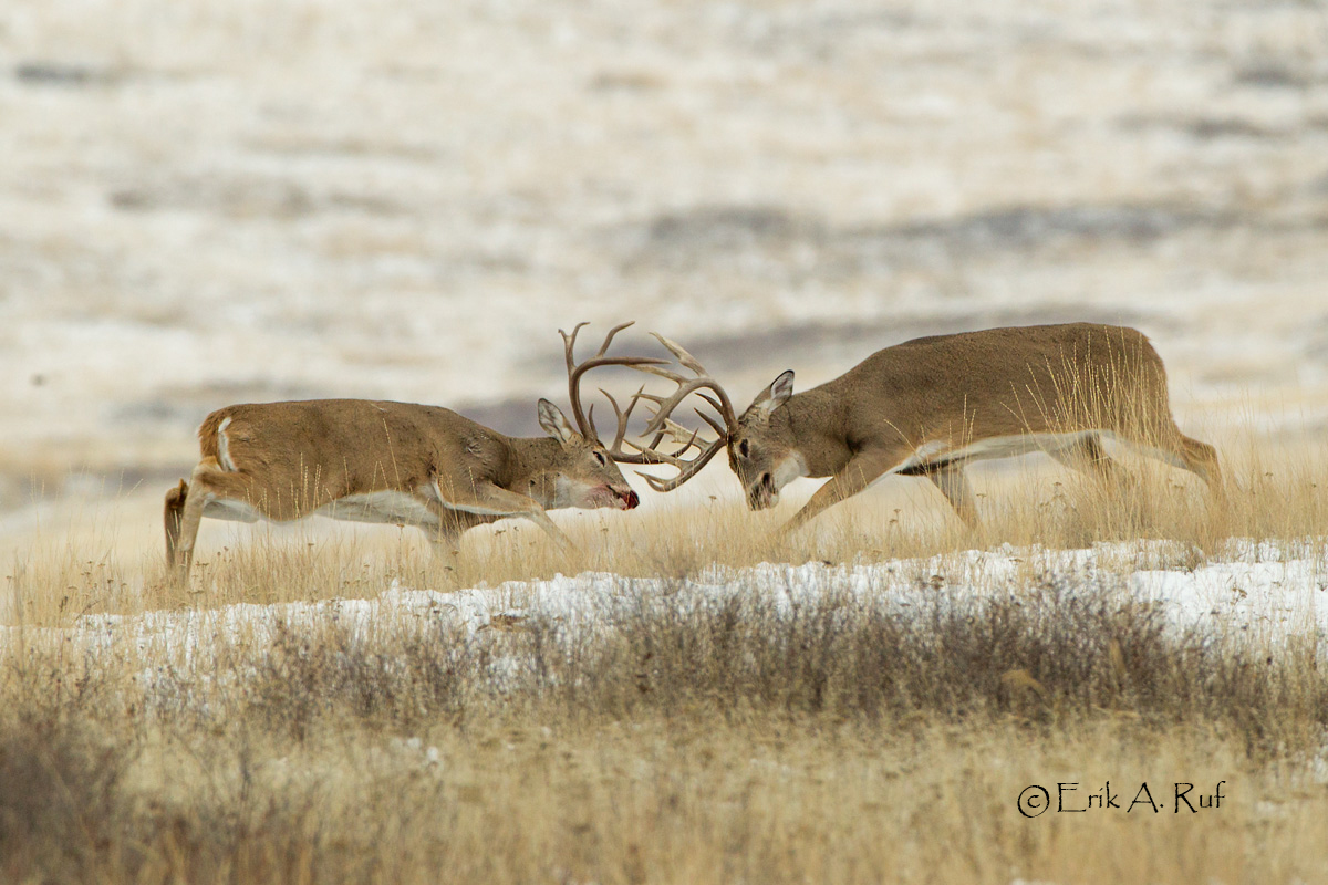 Elk_77X9787.jpg