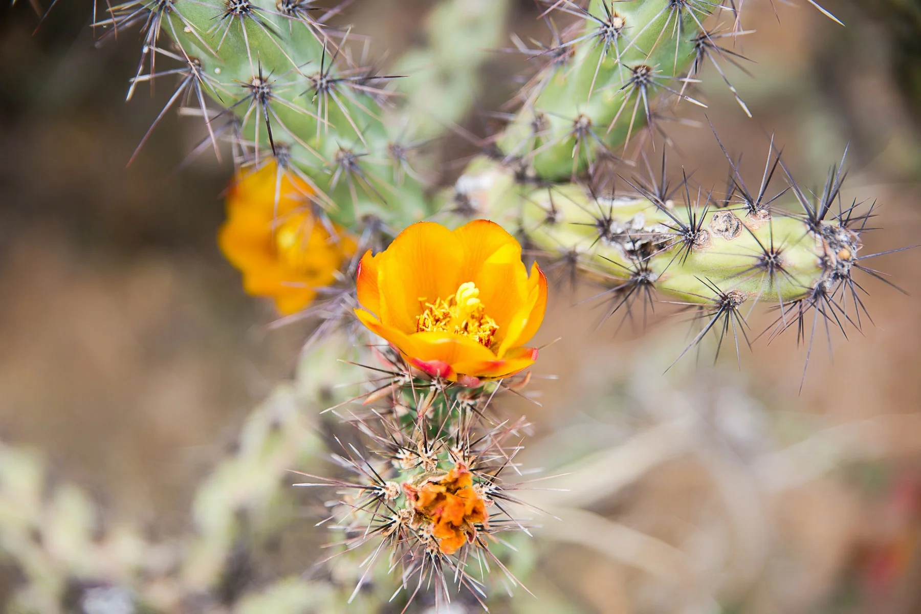 Valerie & James' Wedding Preview - Sassi, Scottsdale, AZ