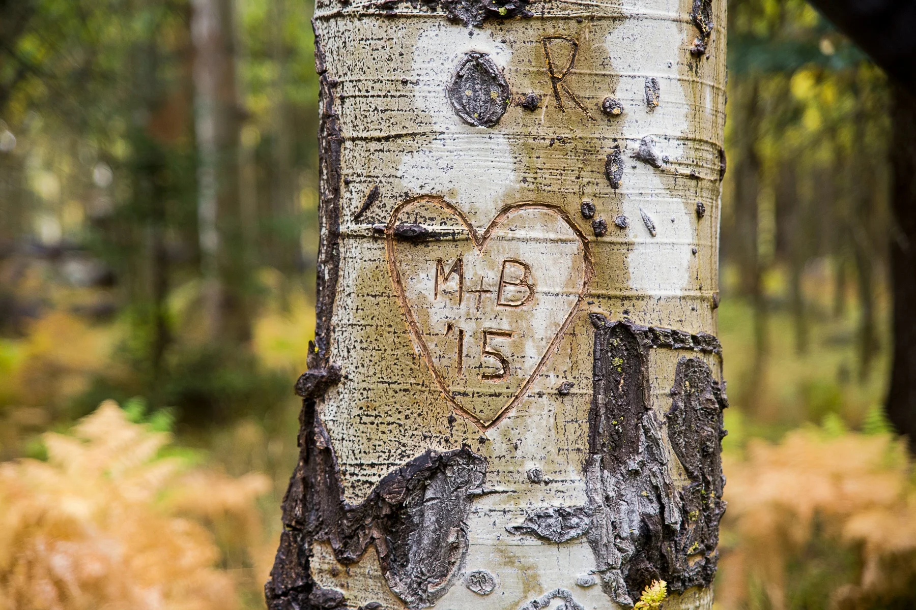 Molly + Bryan - Flagstaff, AZ Wedding
