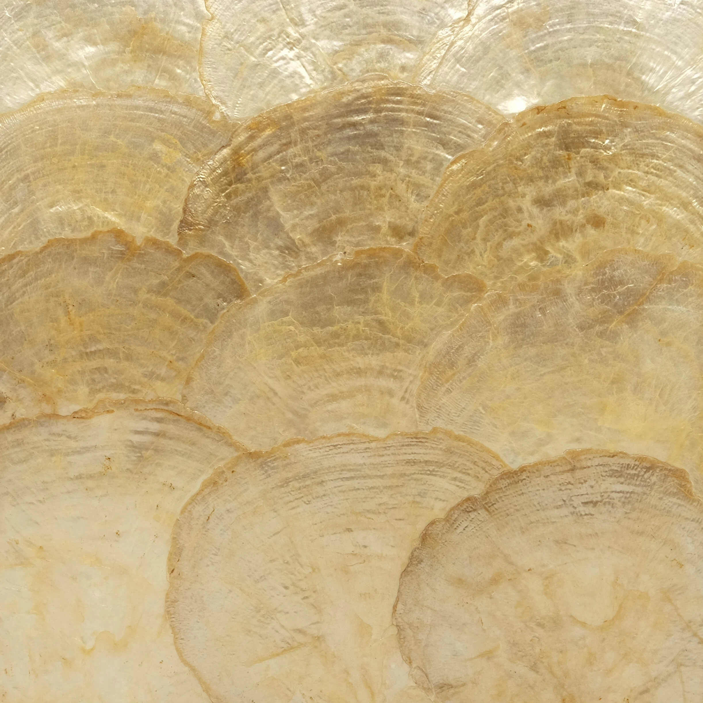 Shell — La Galuche - Custom Shagreen Leather Furniture & Accessories