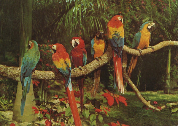 Parrot_Jungle_Miami_16_grande.jpg