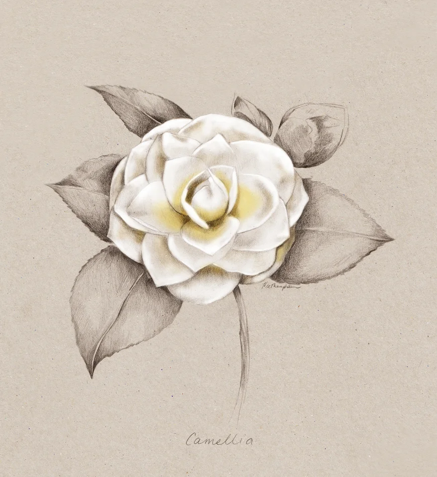 Kelly_thompson_illustration_art_Camellia_Your_home_magazine_131490df-fd22-4e4d-b2f1-c252ac6a8e65.jpg