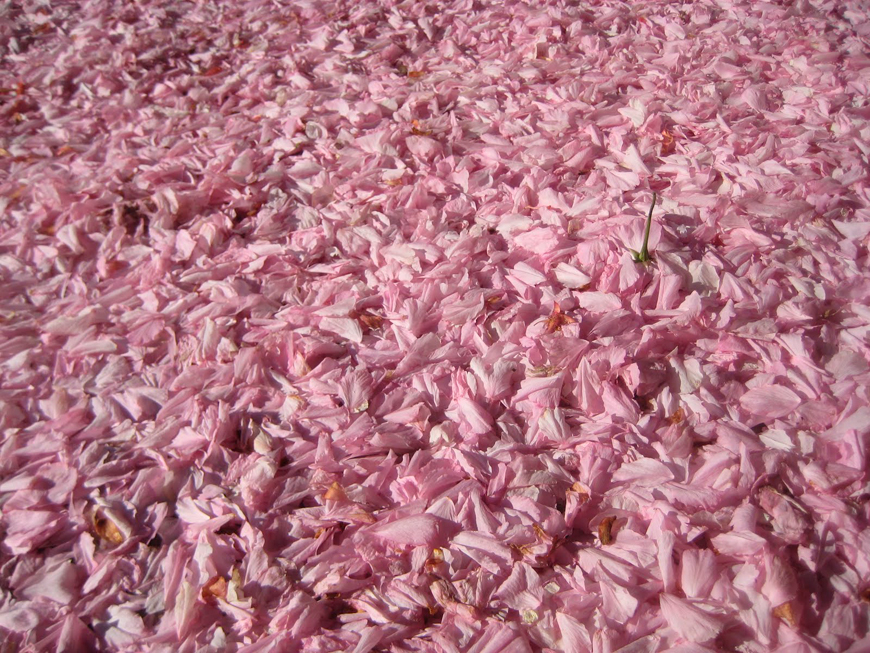 cherry-blossoms_Kelly_thompson_blog_15a44d9e-8521-4798-a44c-82eb23a56b83.jpg
