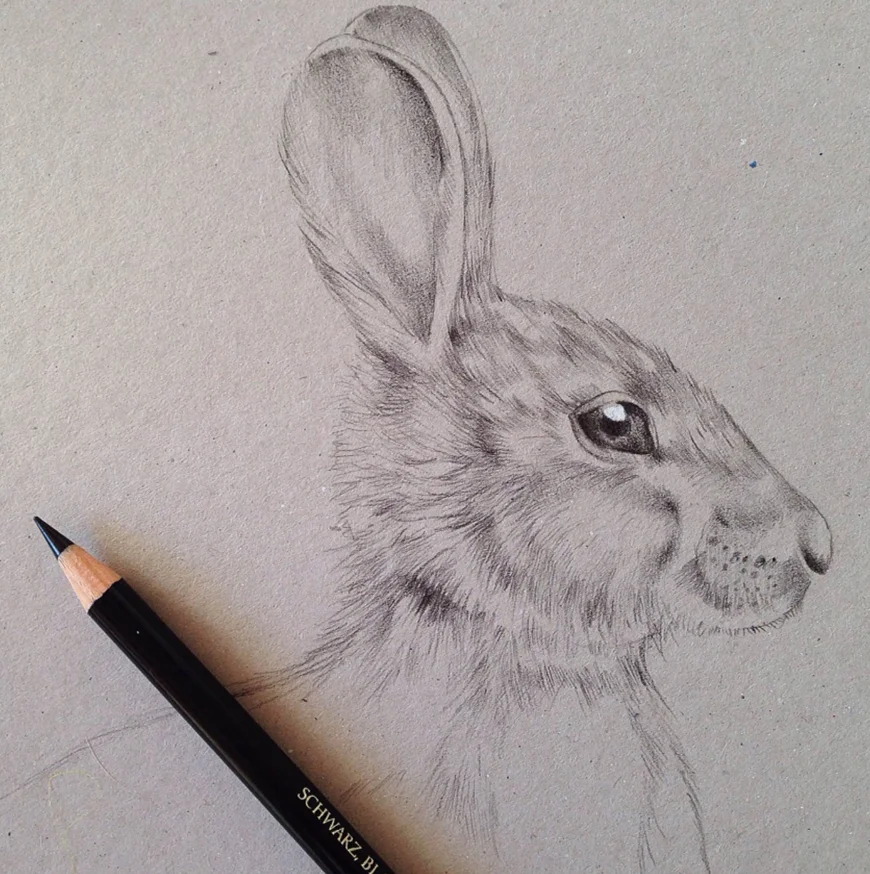 hare_rabbit_Kelly_thompson_art_illustration_drawing_illustrator_blog.jpg