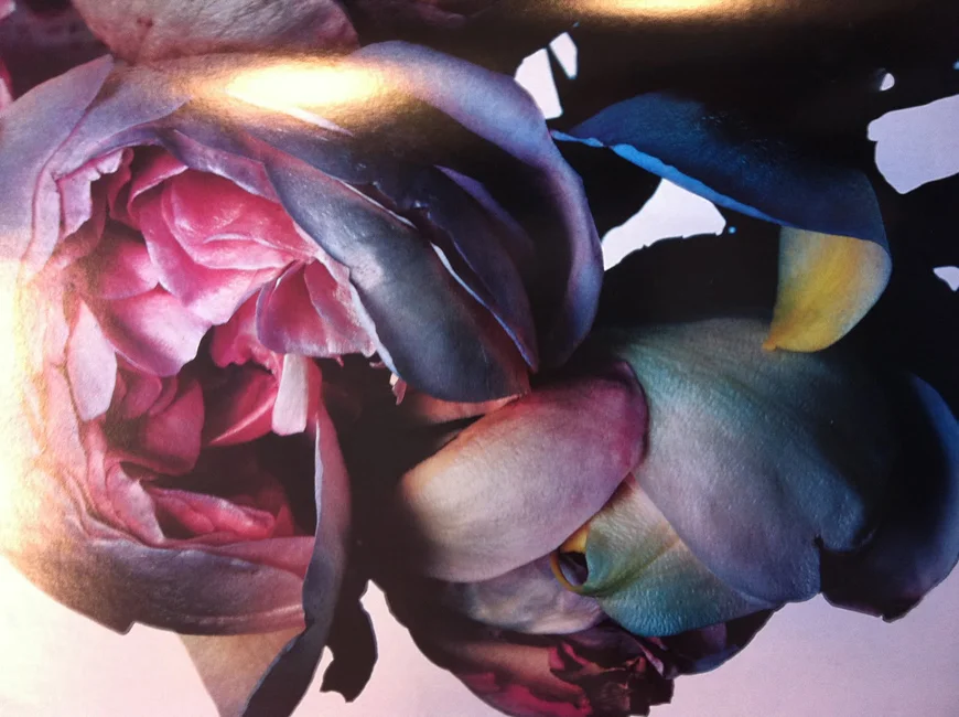 Kelly_thompson_blog_ShockBlast_Rose_2003_by_nick_knight1.jpg