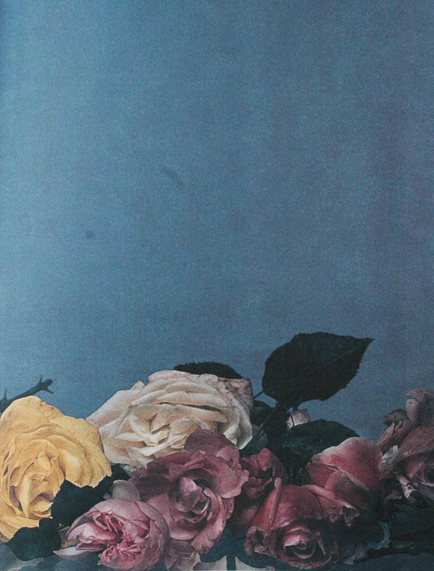 kelly_thompson_illustration_blog_roses.jpg