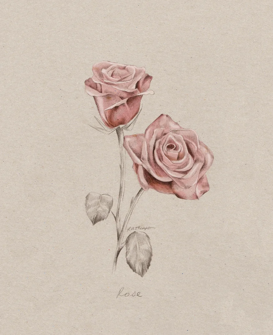 rose_botanical_illustration_blog_art_kelly_thompson_art_blog.jpg