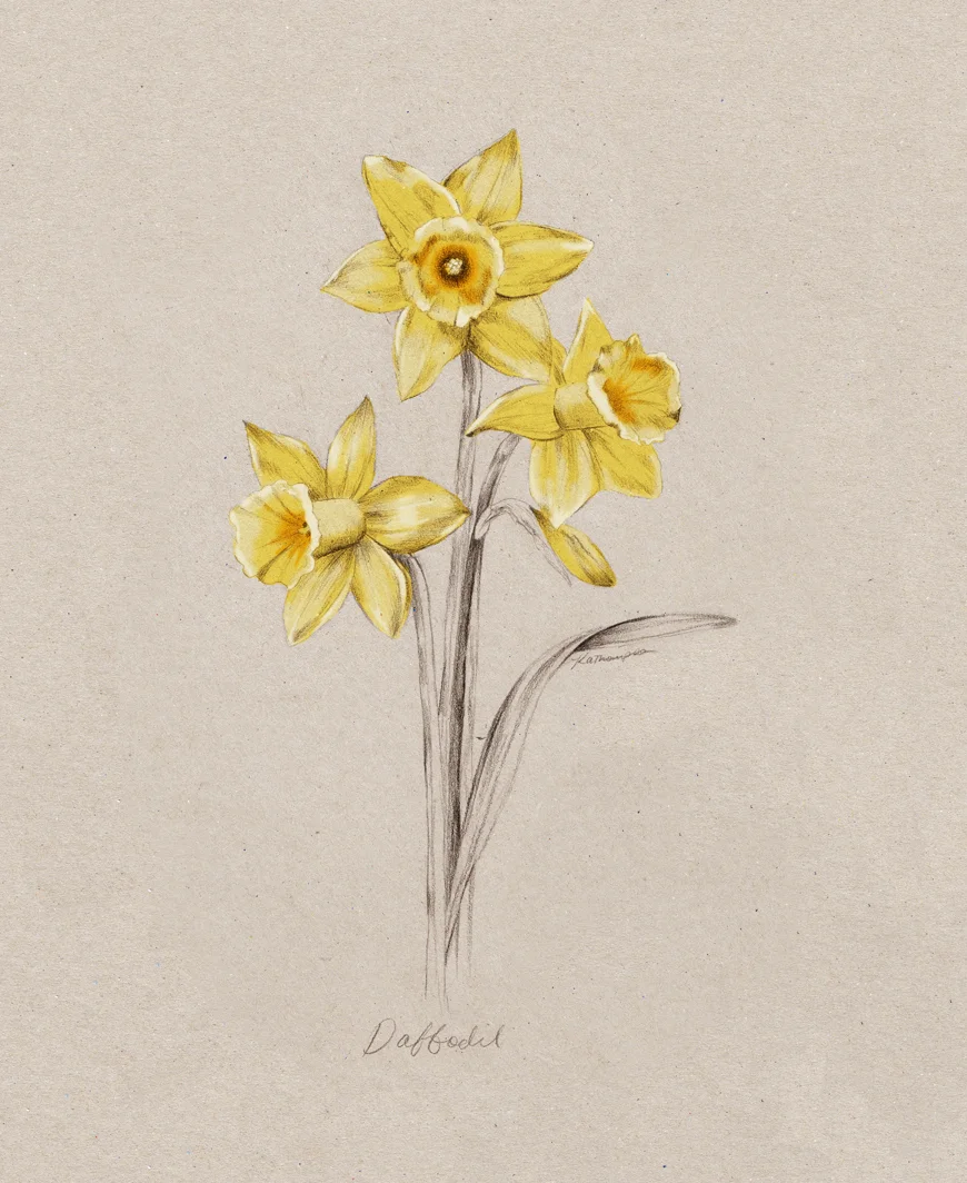 daffodil_Kelly_thompson_illustration_blog_botanical_art.jpg