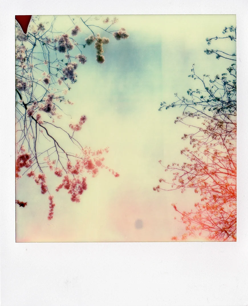 kelly_thompson_blog_polarois_blossoms.jpg