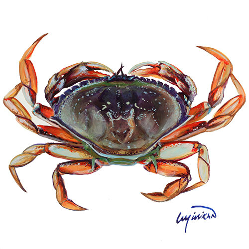 Dungeness Crab